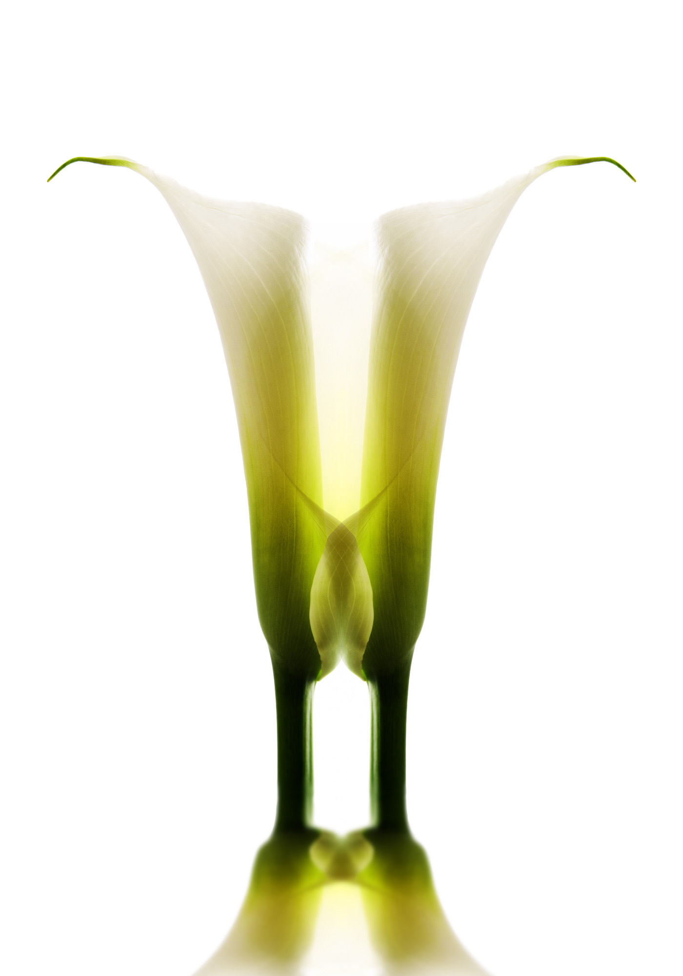 Metamorfosi di una calla #1