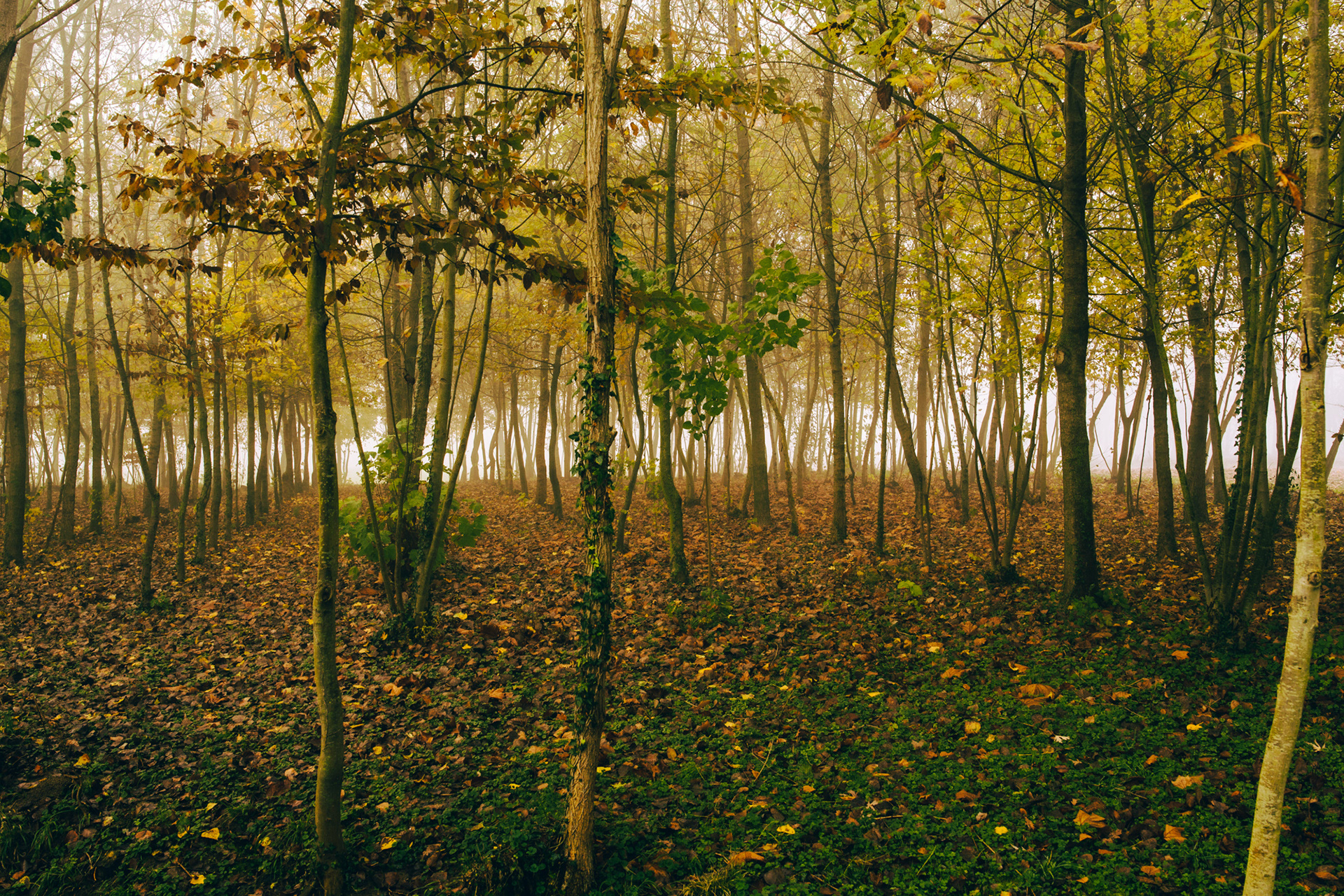 Respiro d'autunno #1