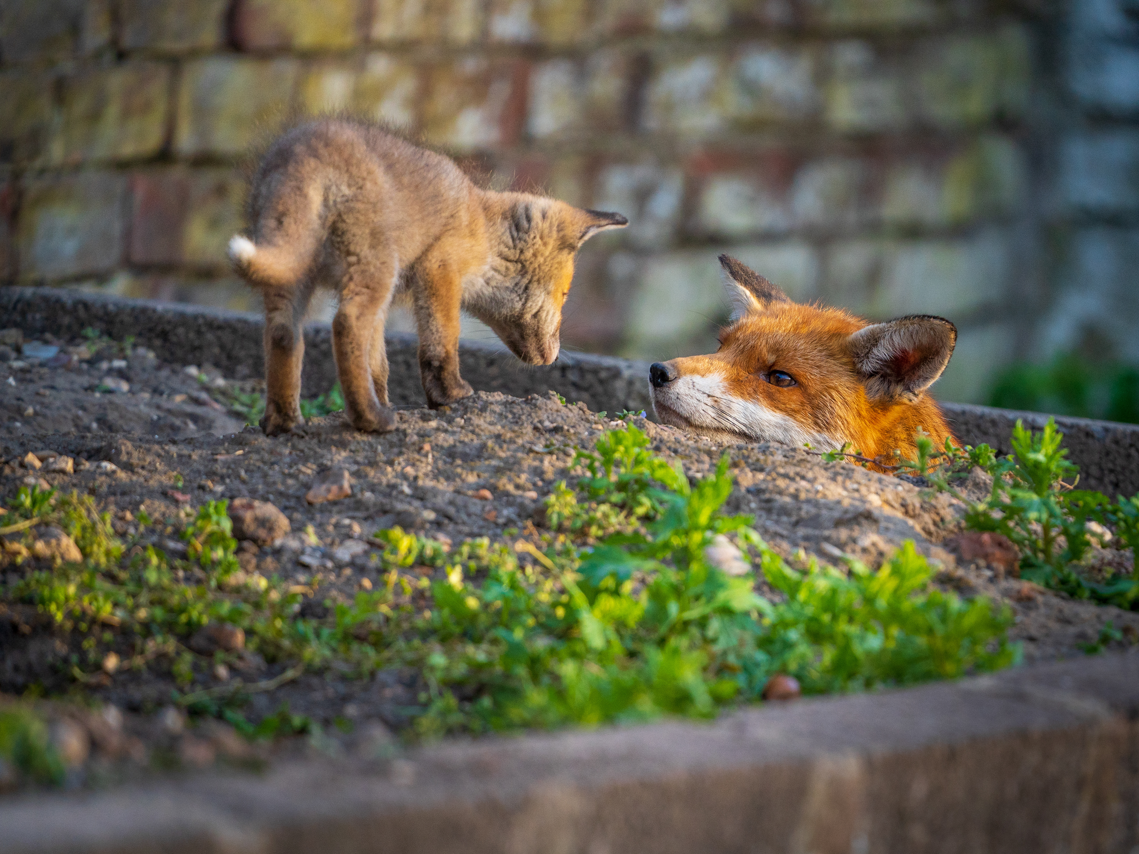 Fox Cub and Vixen
