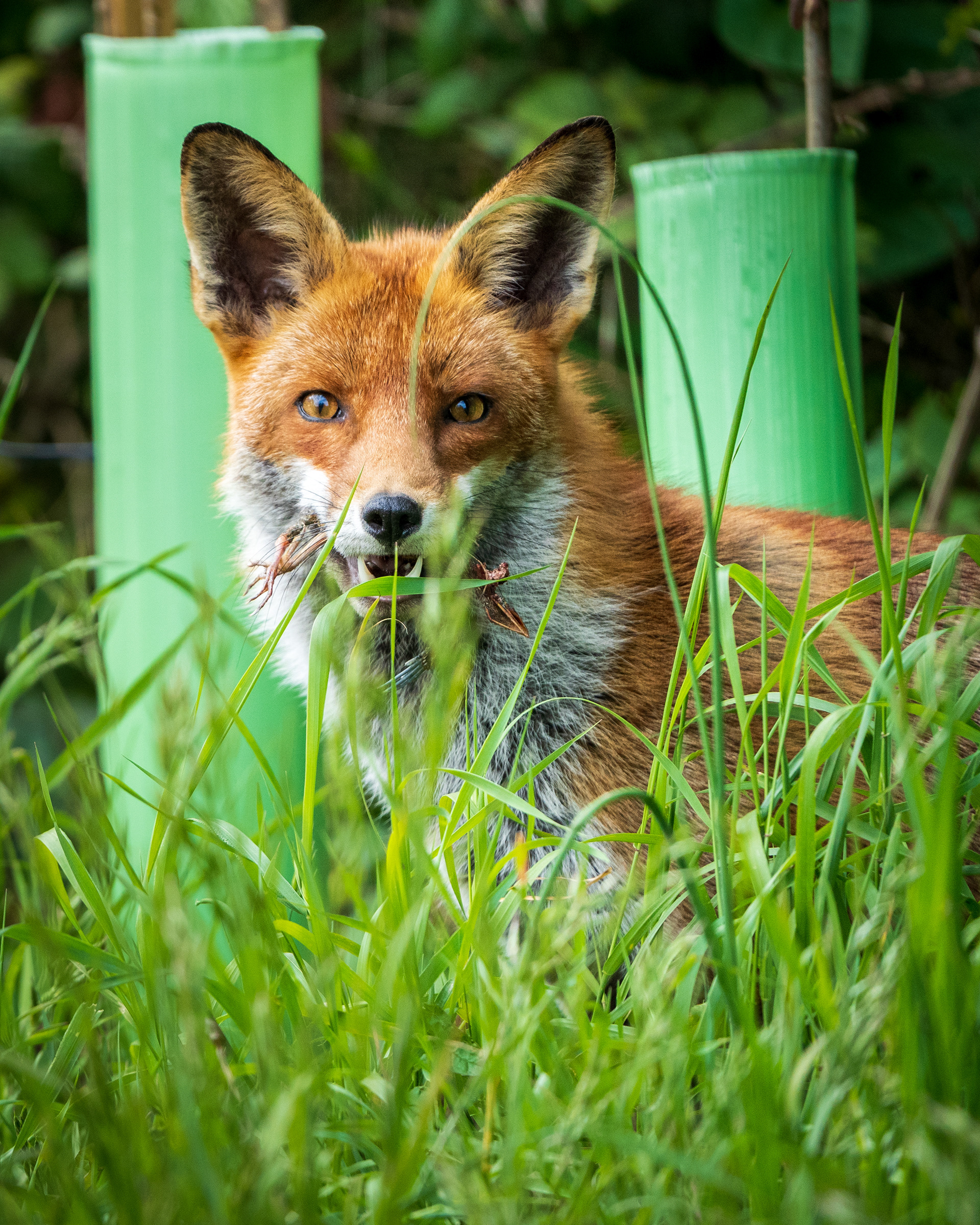 Resident Vixen