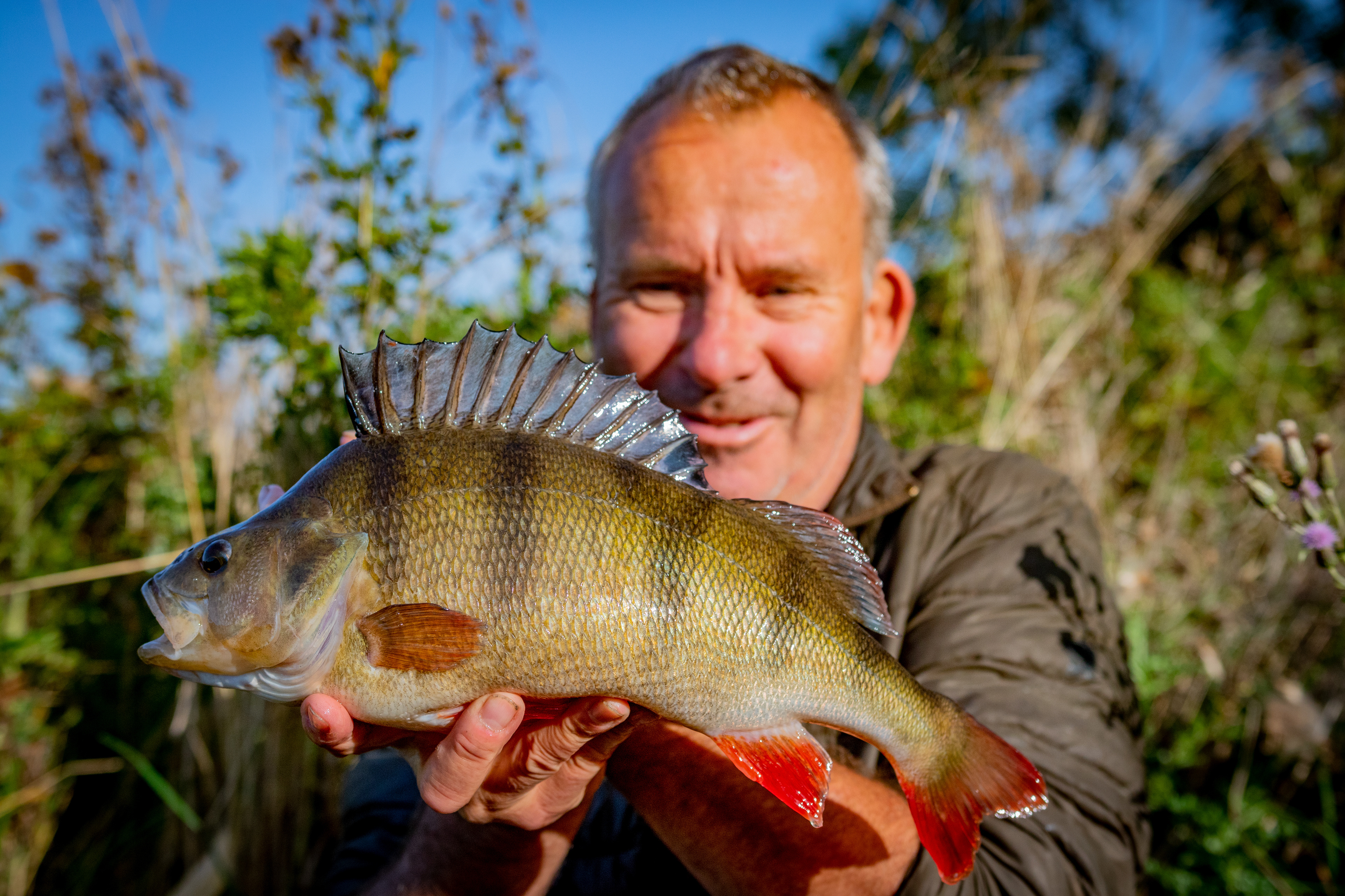 Perch from a fishing film!