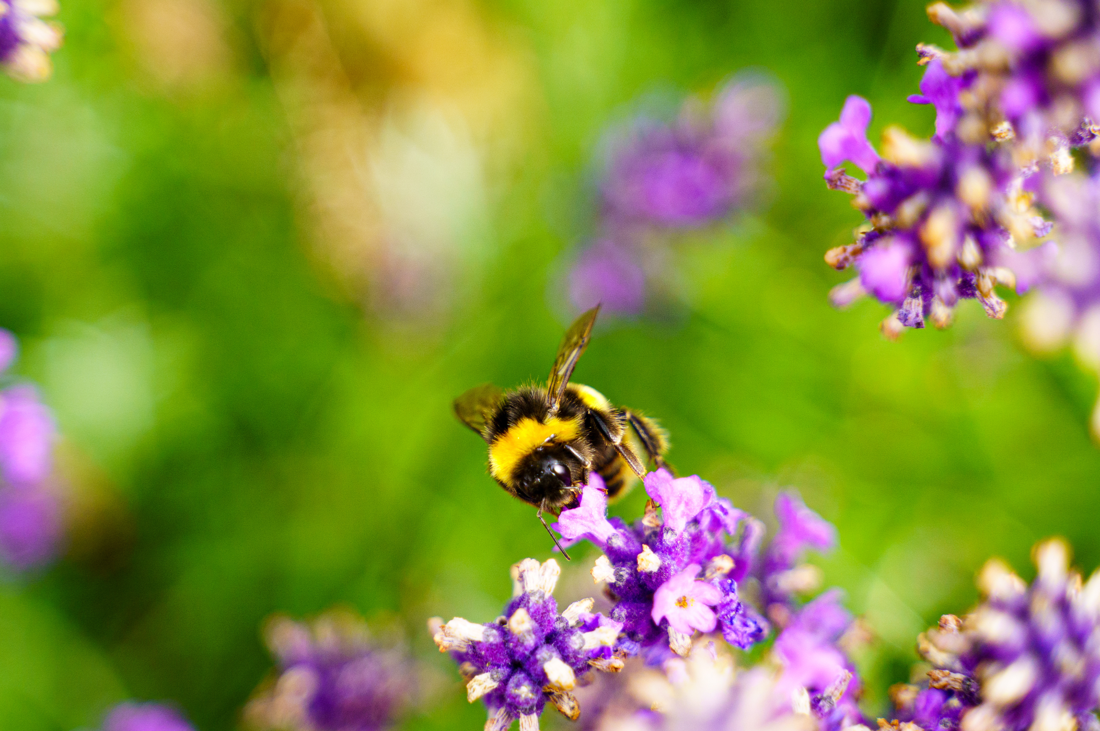 Bee...