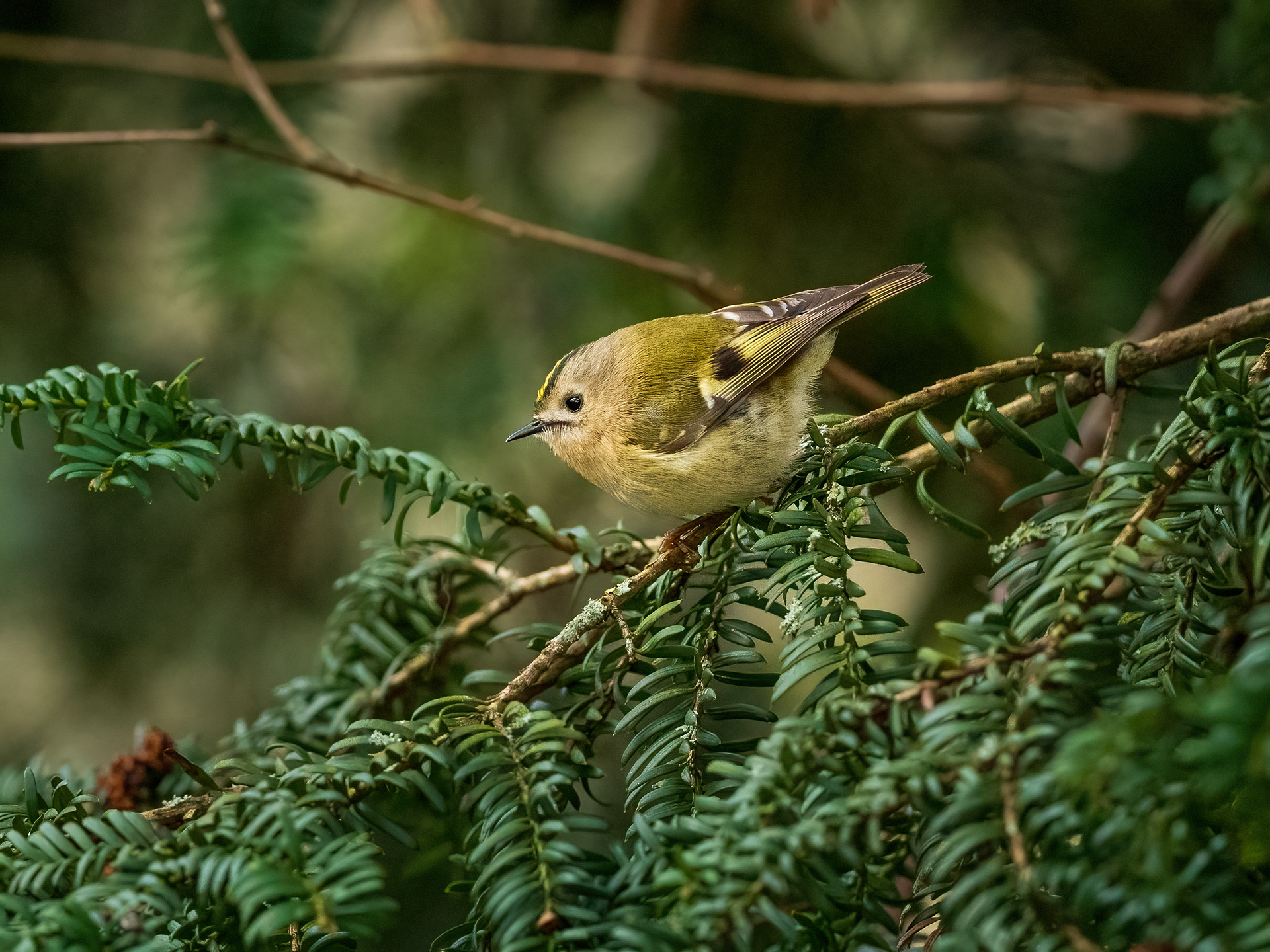 Goldcrest
