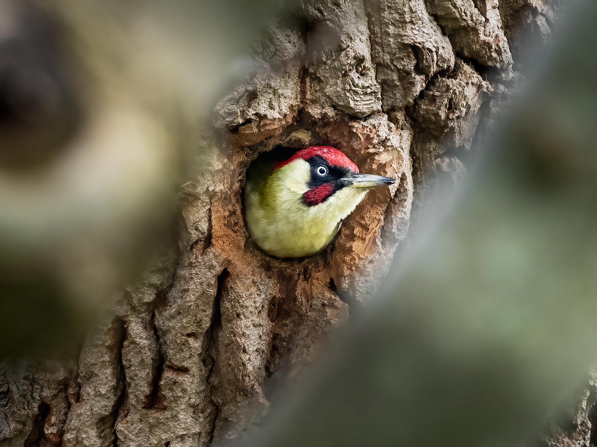 Male Green Woodpecker
