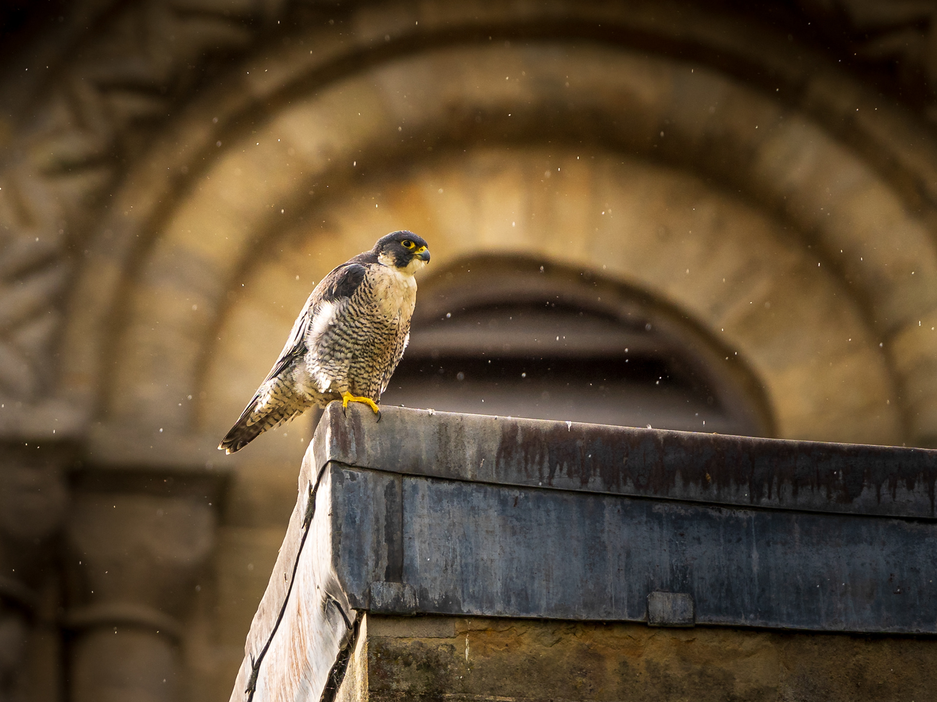 Peregrine Falcon