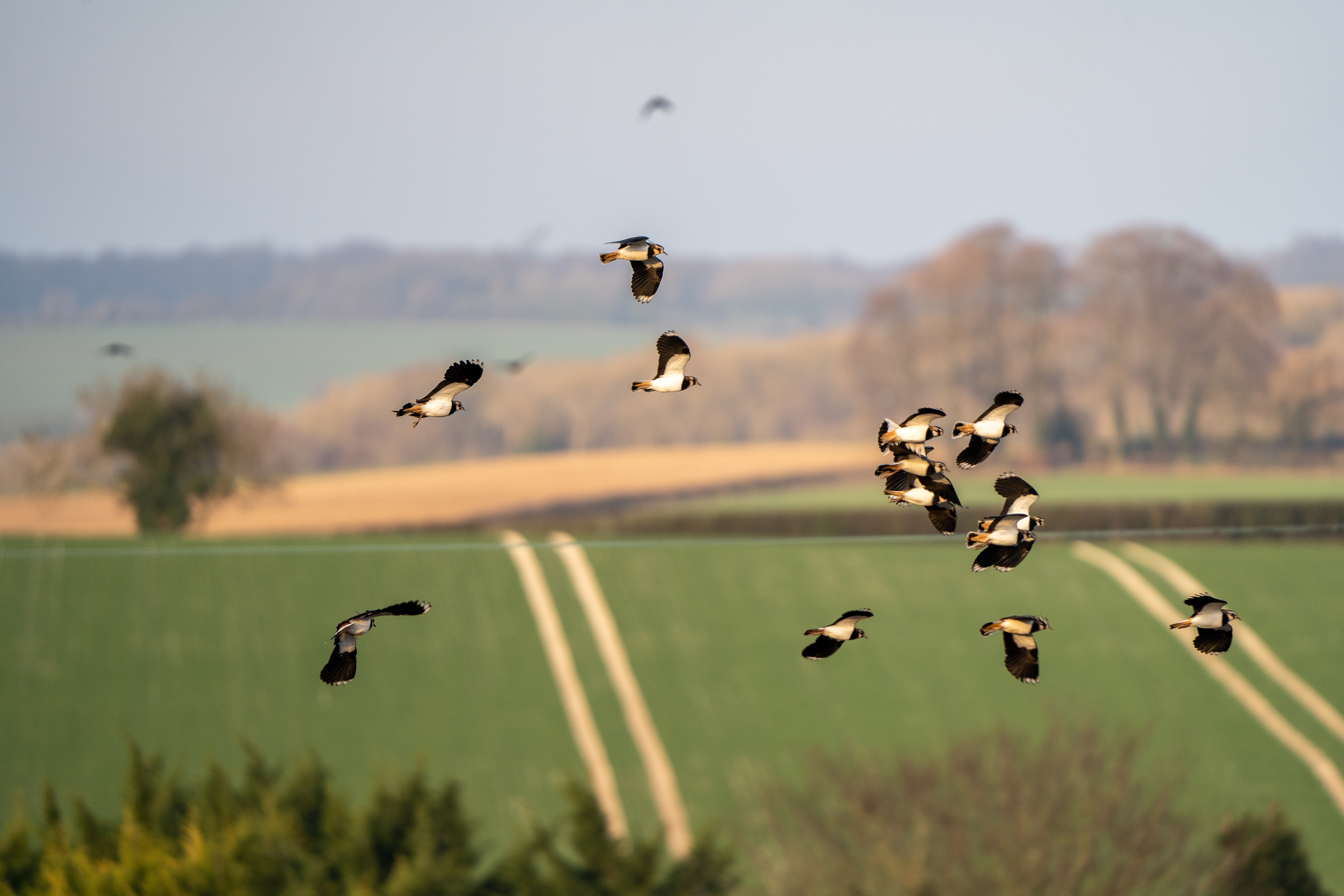 Lapwing