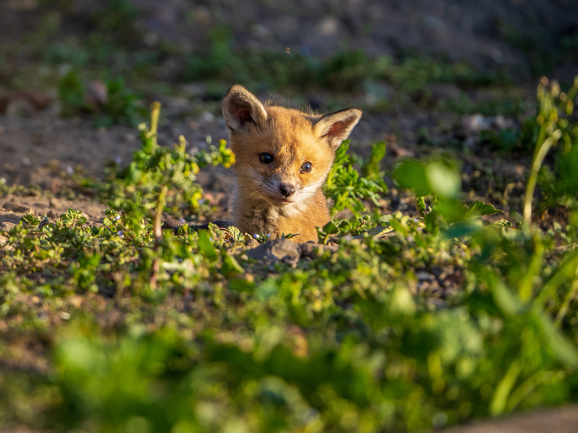 Fox Cub