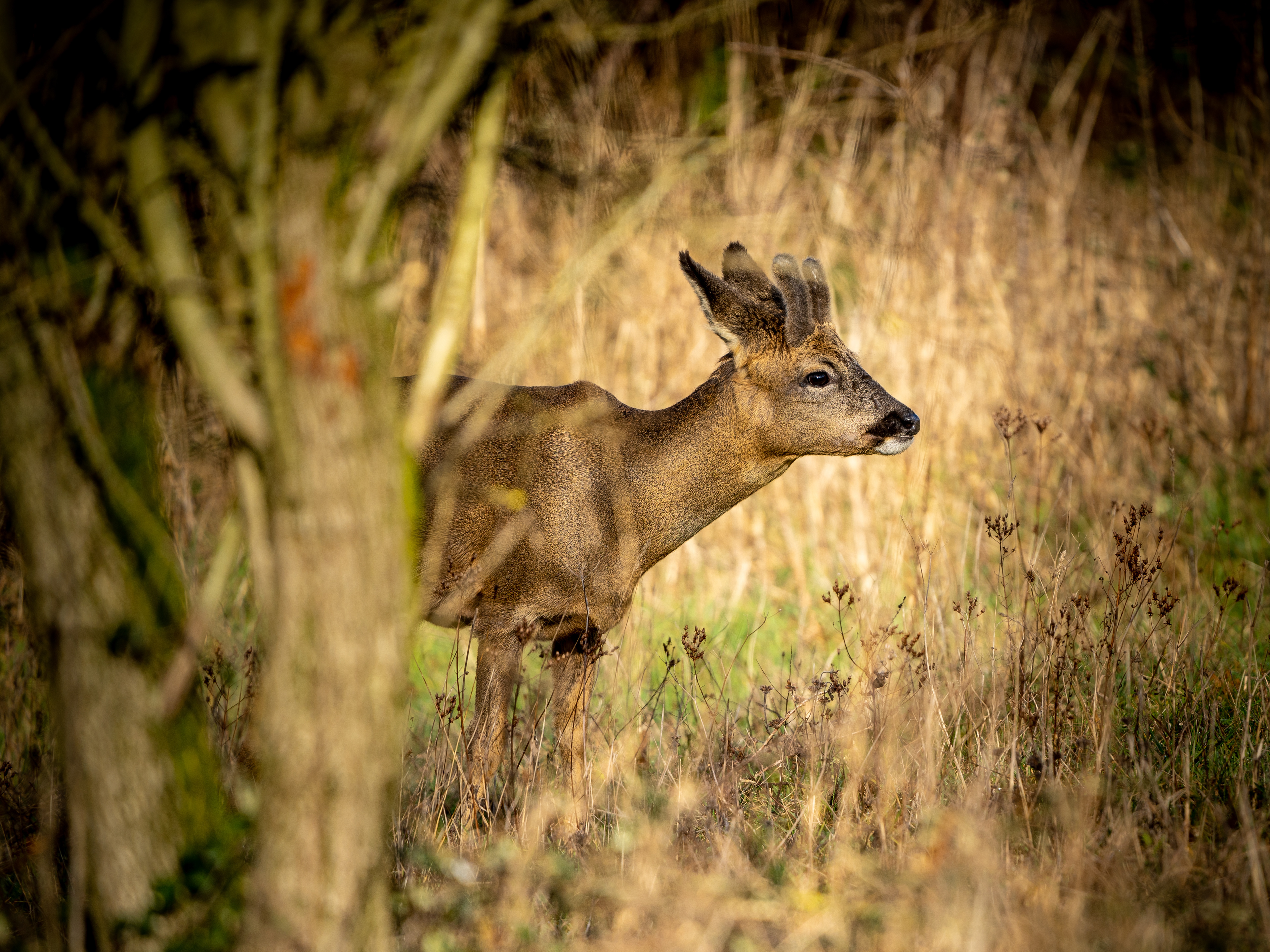 Roe Deer