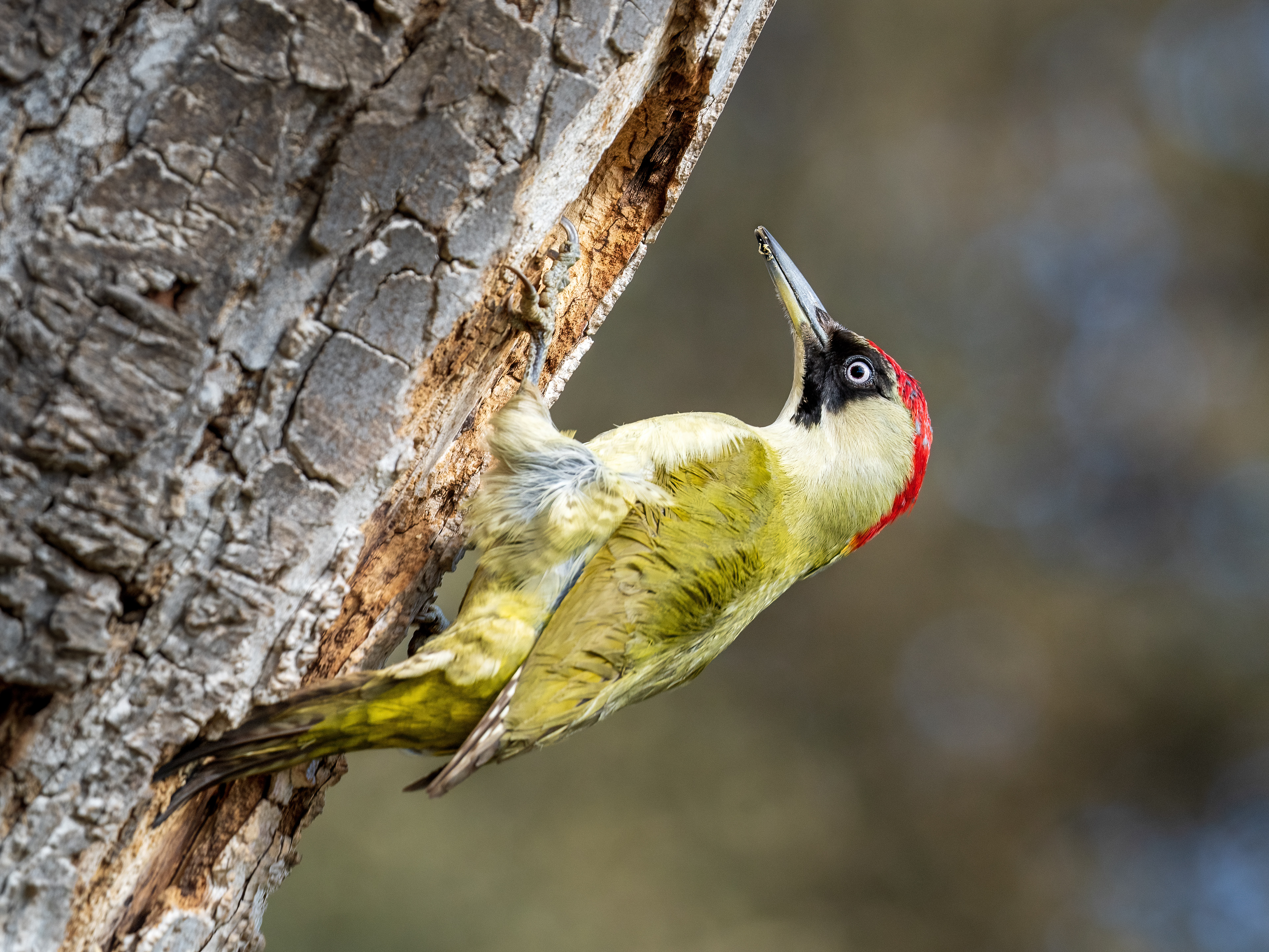 Female Green Woodpecker