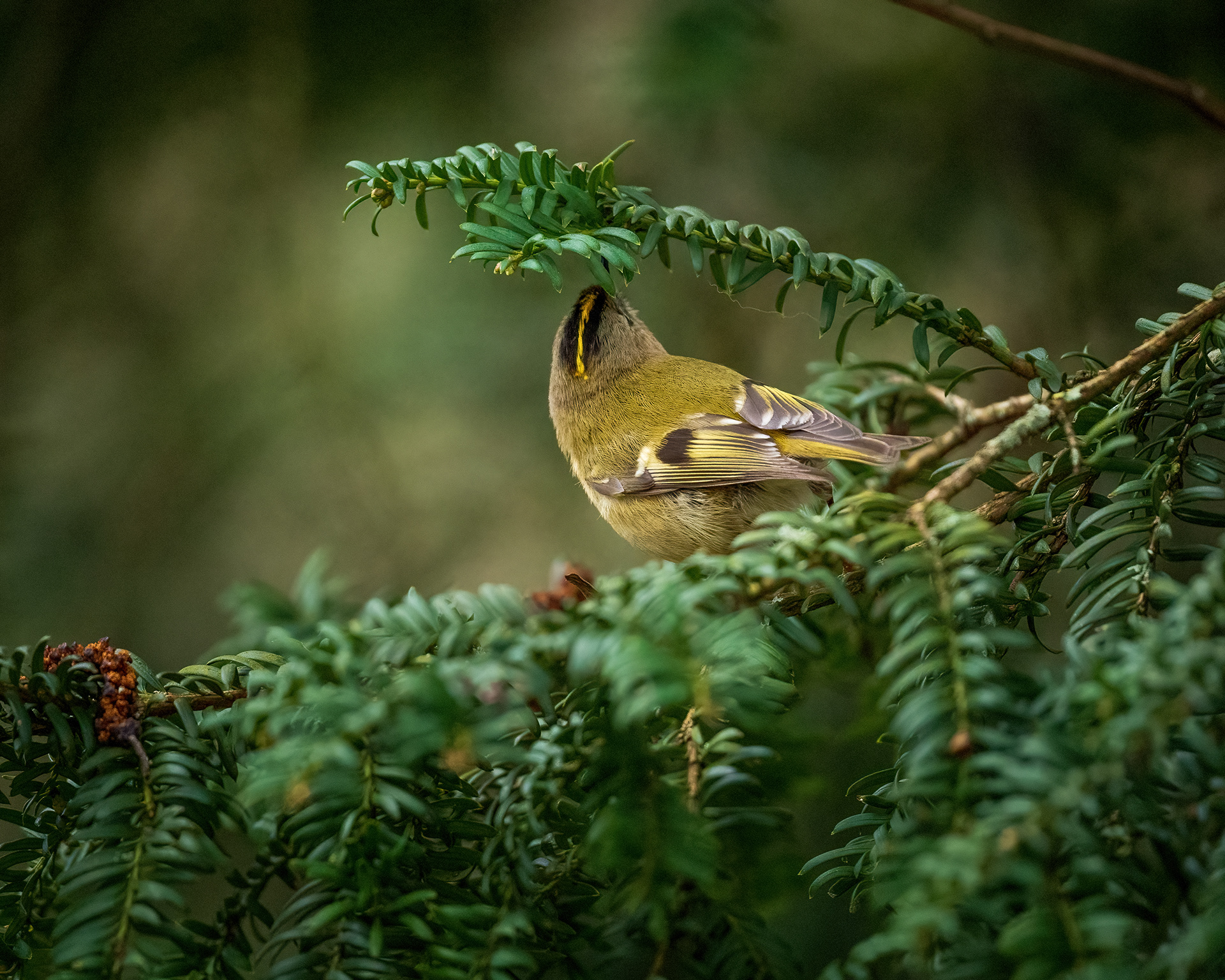 Goldcrest feeding