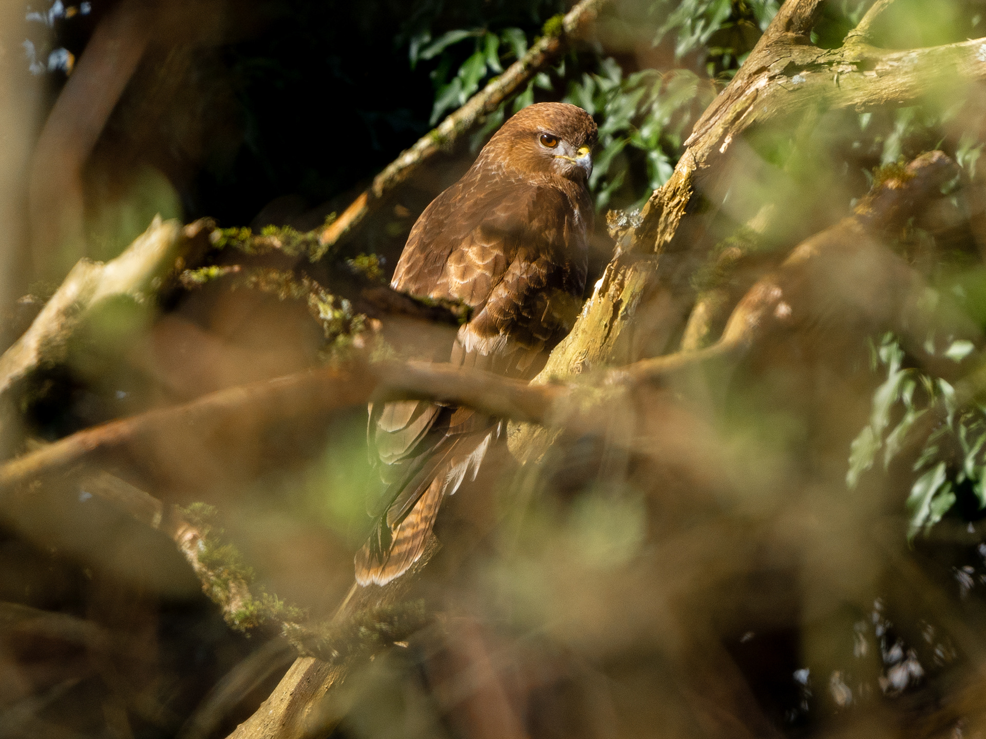 Common Buzzard