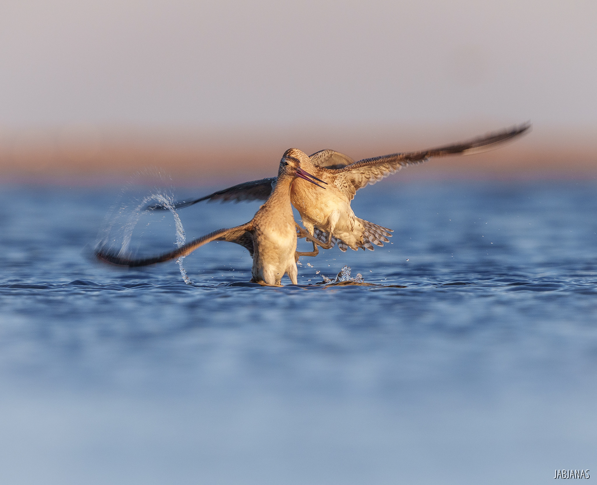 Walka Szlamników, Mewia Łacha