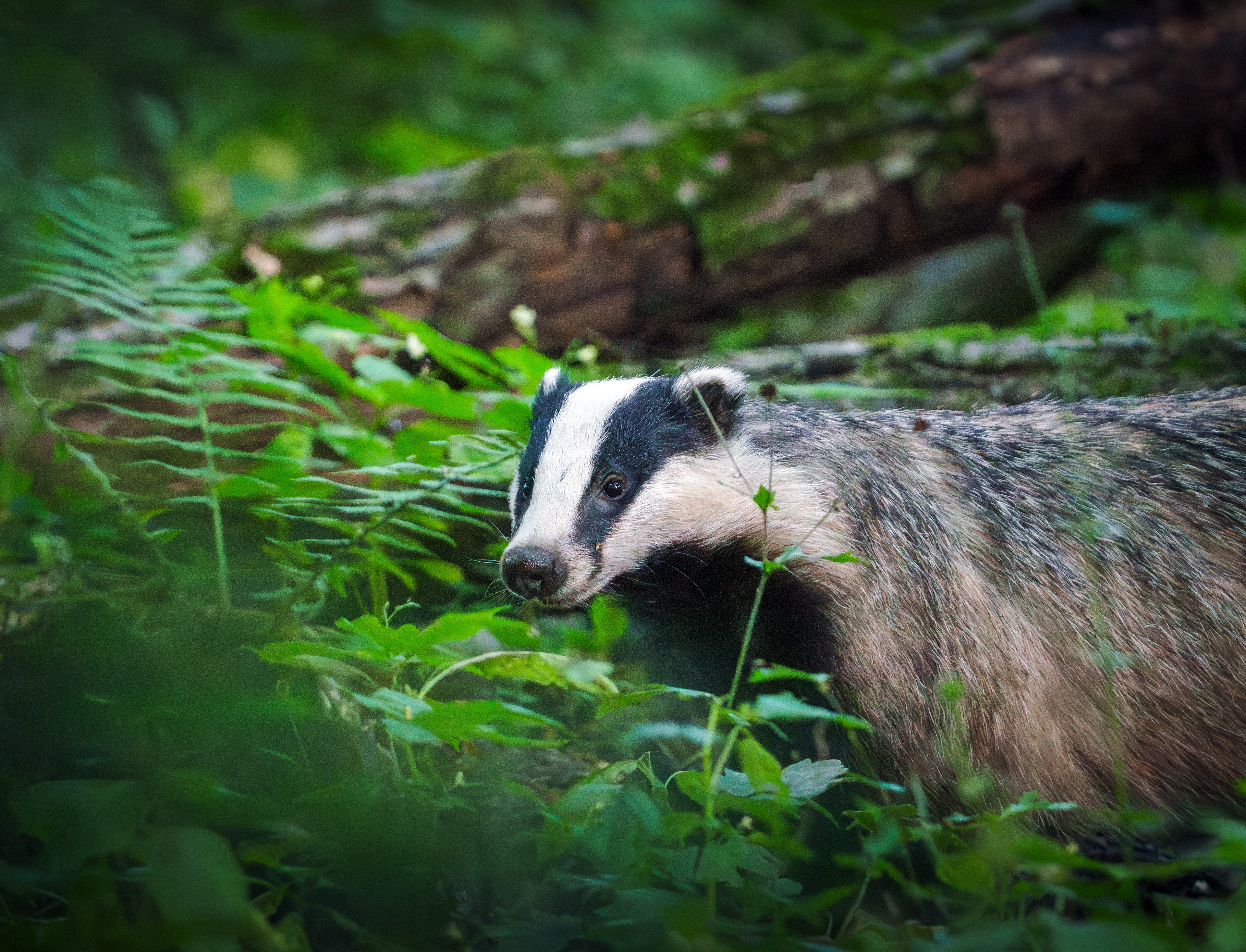 Borsuk, Wyżyna Elbląska, 2025