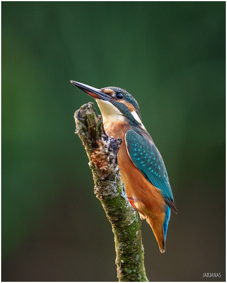 Zimorodek, Żuławy Wiślane