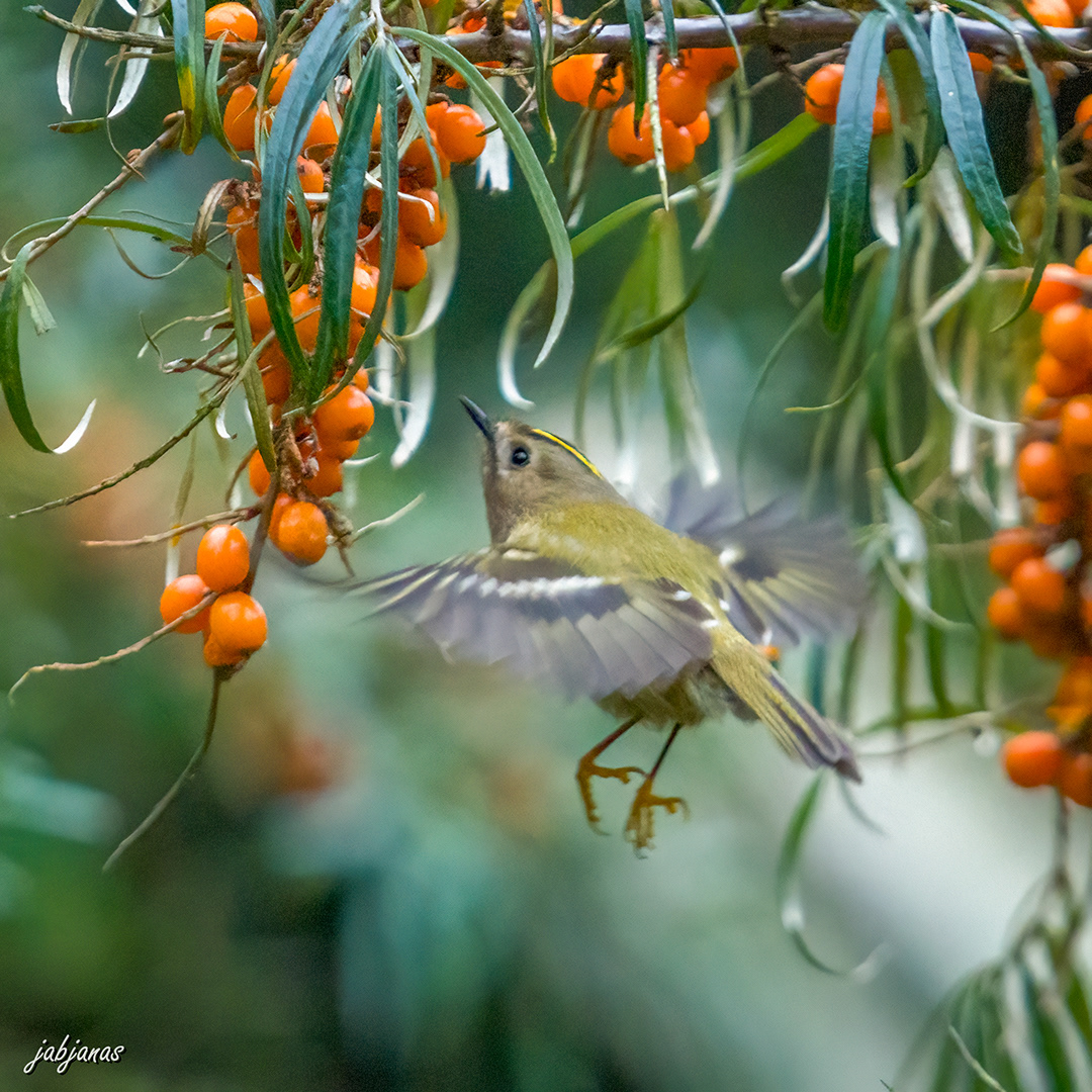 Mysikrólik, Mierzeja Wiślana