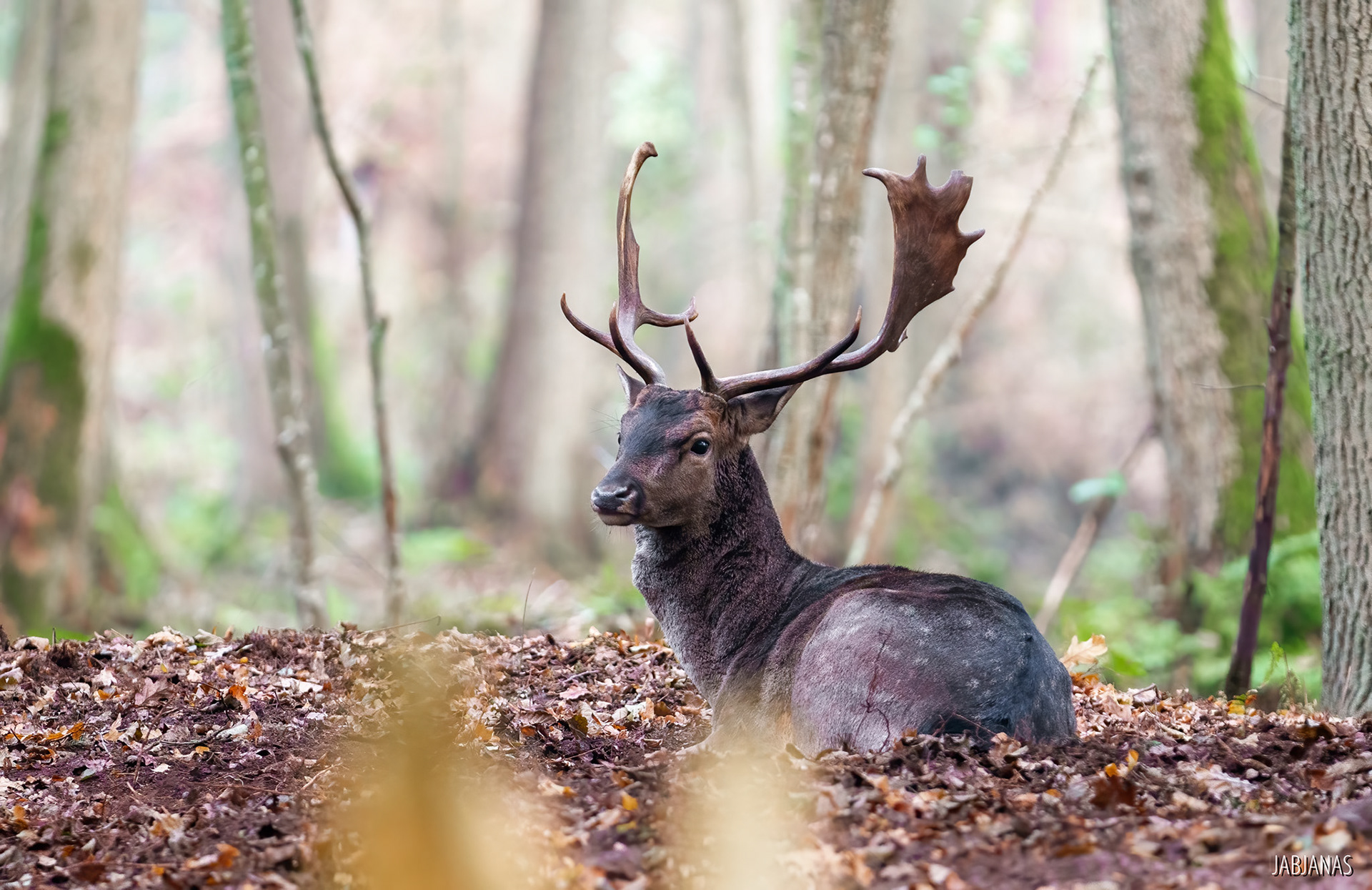 Daniel, Mierzeja Wiślana