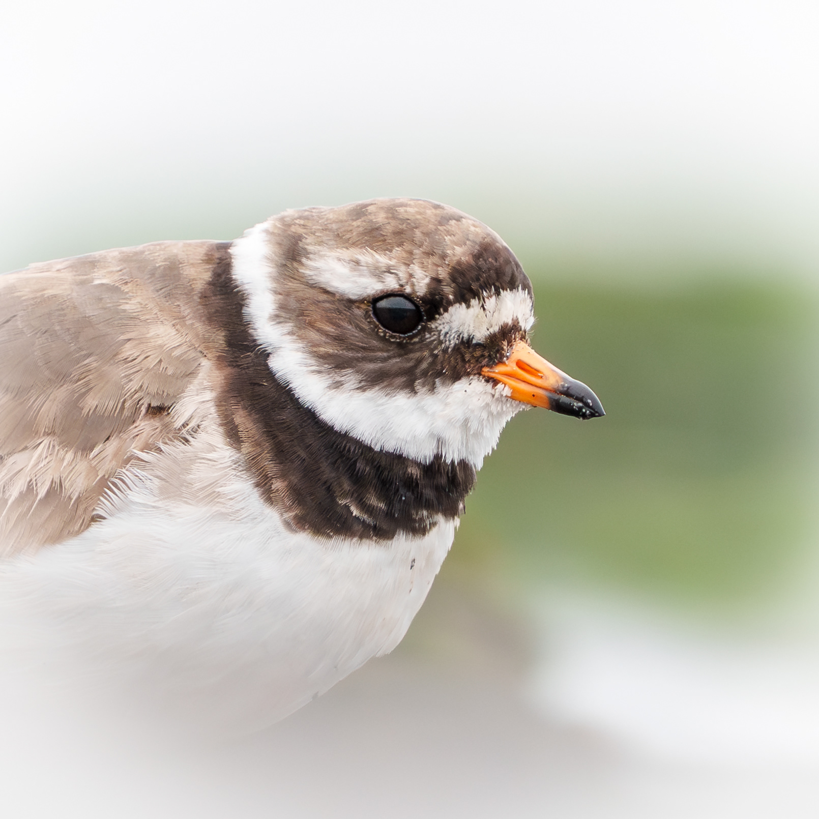 Sieweczka obrożna, Islandia 2025