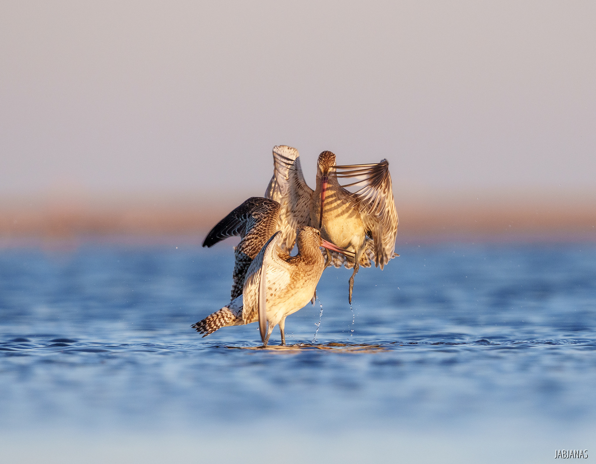 Walka Szlamników, Mewia Łacha