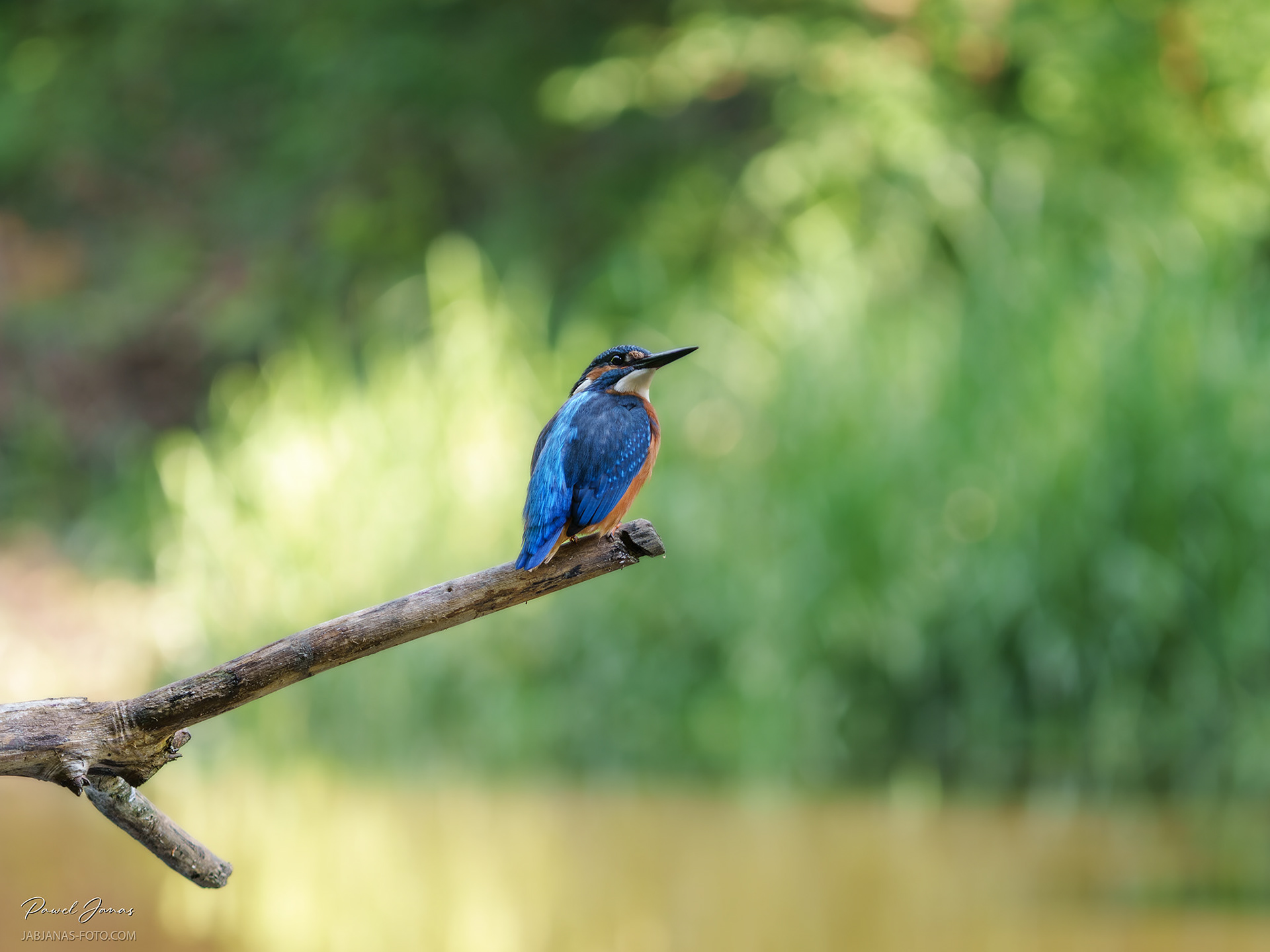 Zimorodek, Żuławy Wiślane