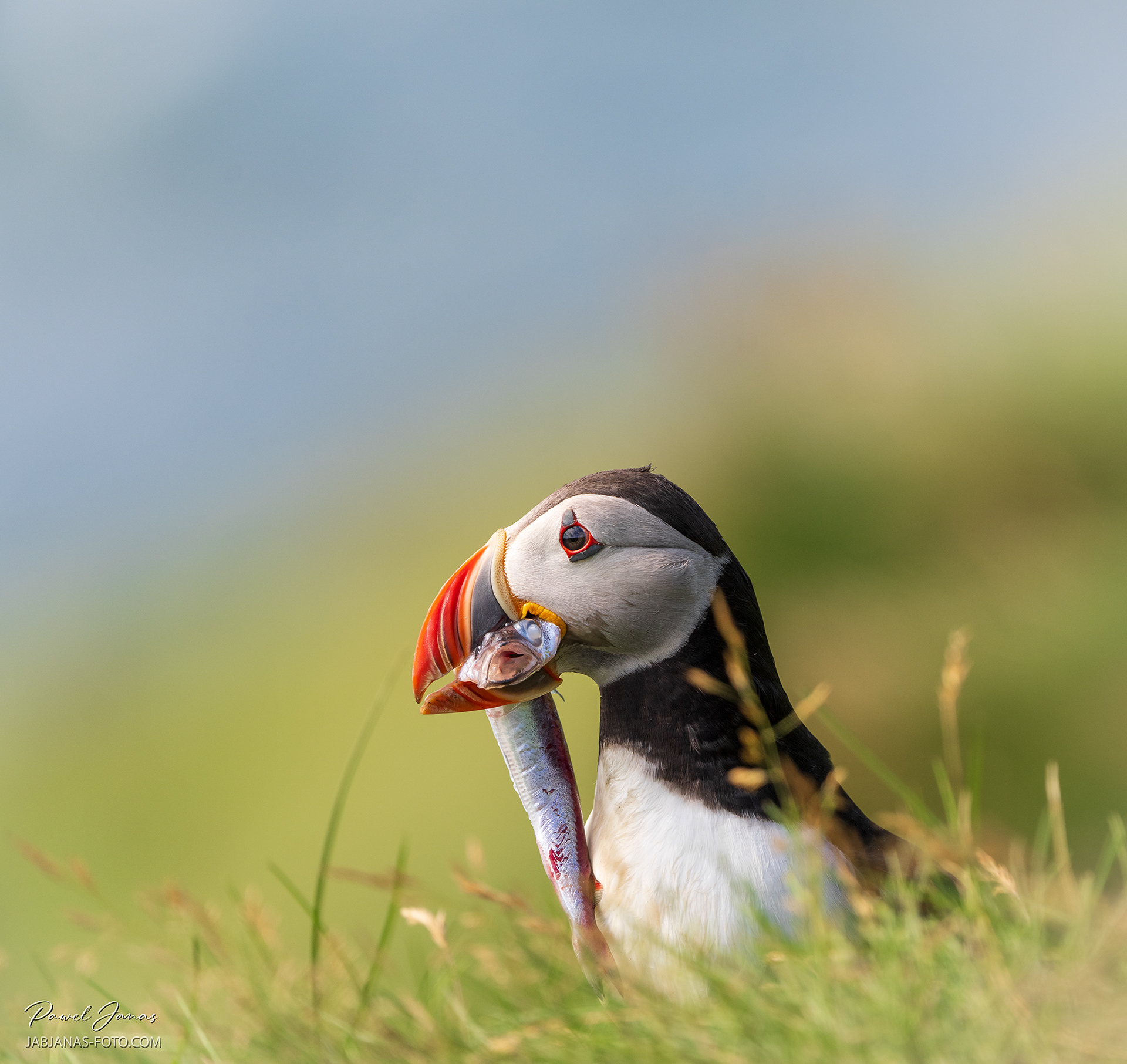 Islandia, 2025 maskonur