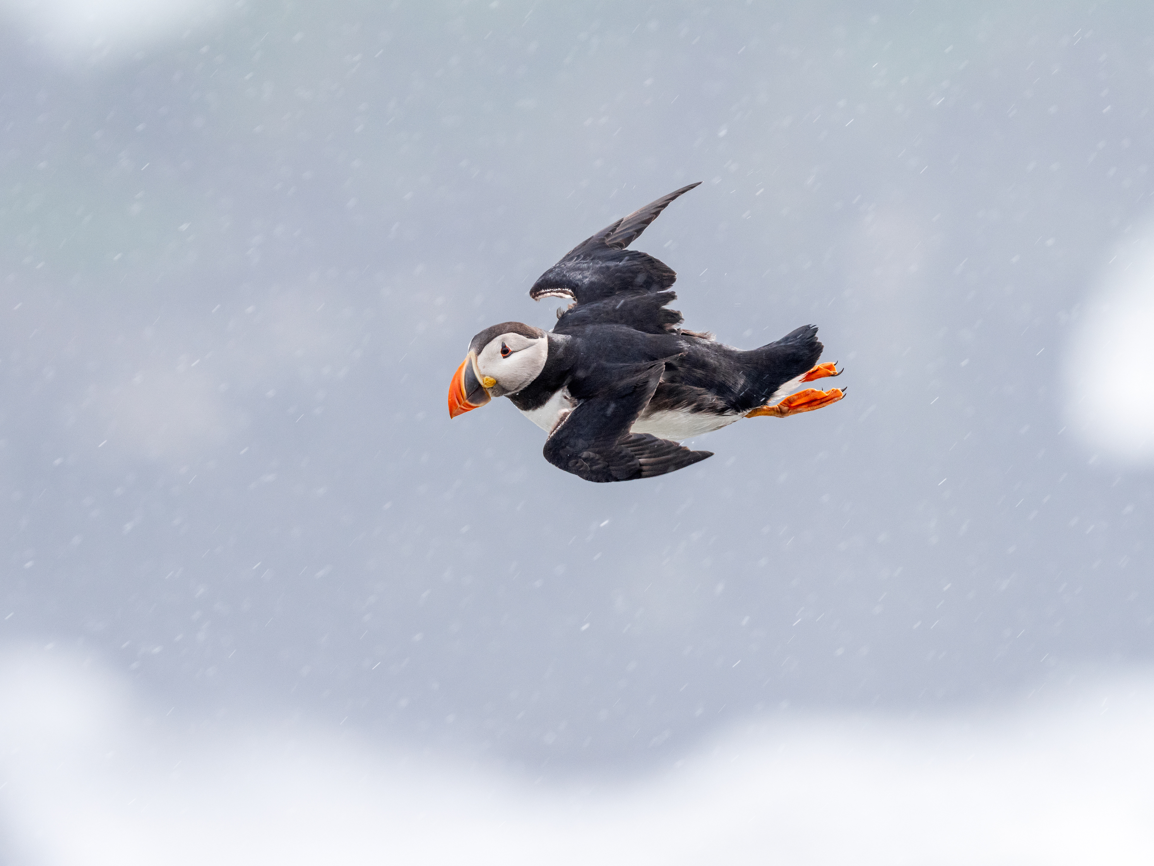 Maskonur, Islandia 2025