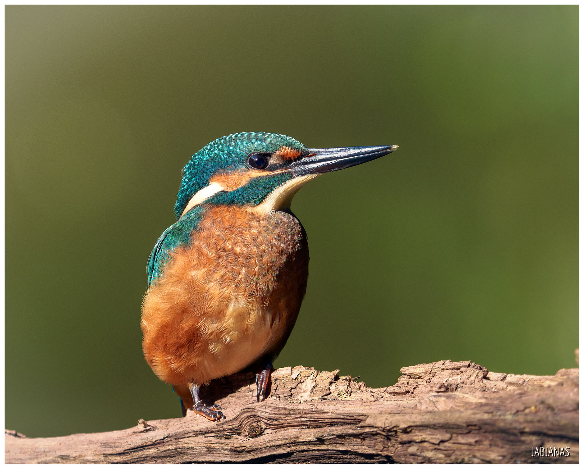 Zimorodek, Żuławy Wiślane
