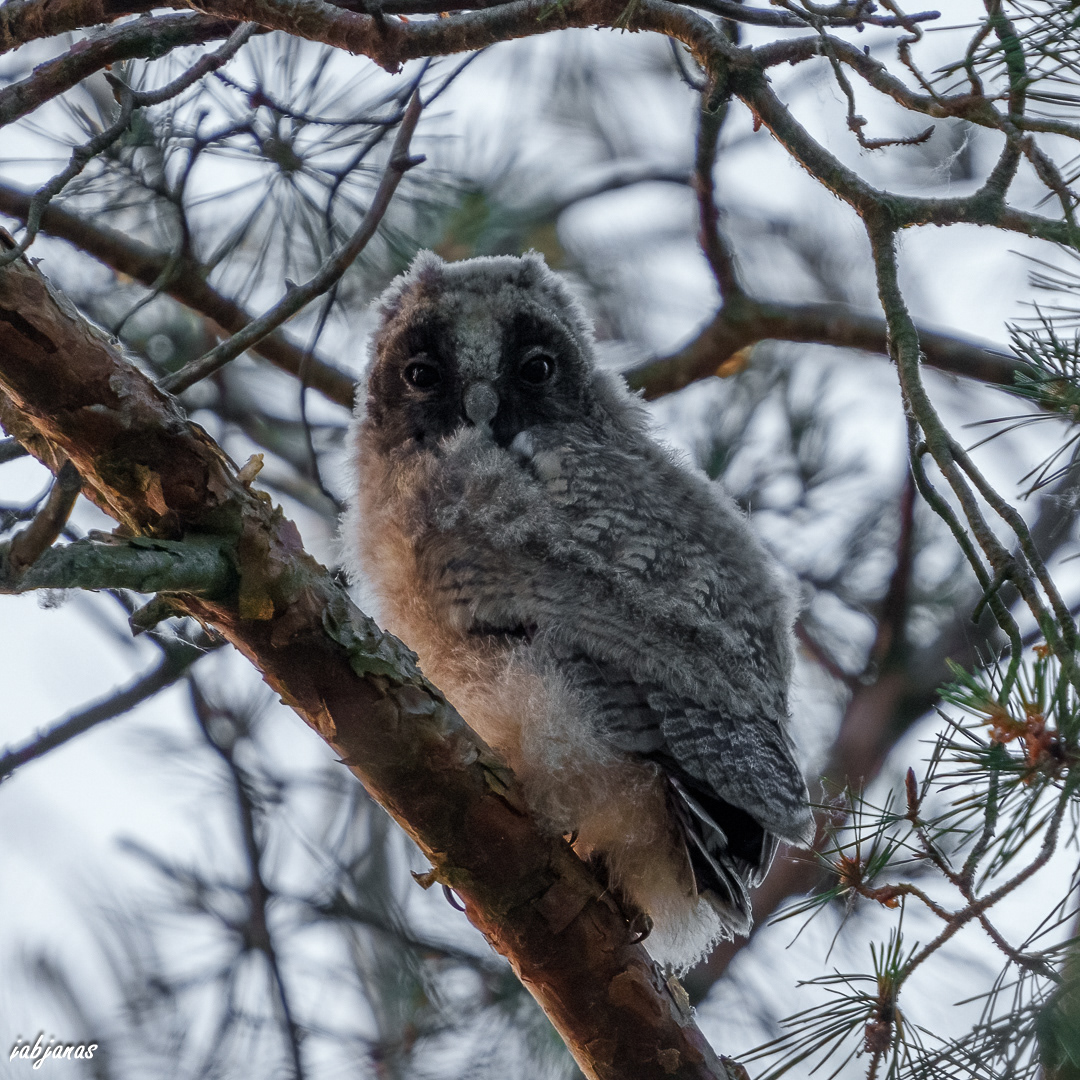 Młoda uszatka, Biebrza