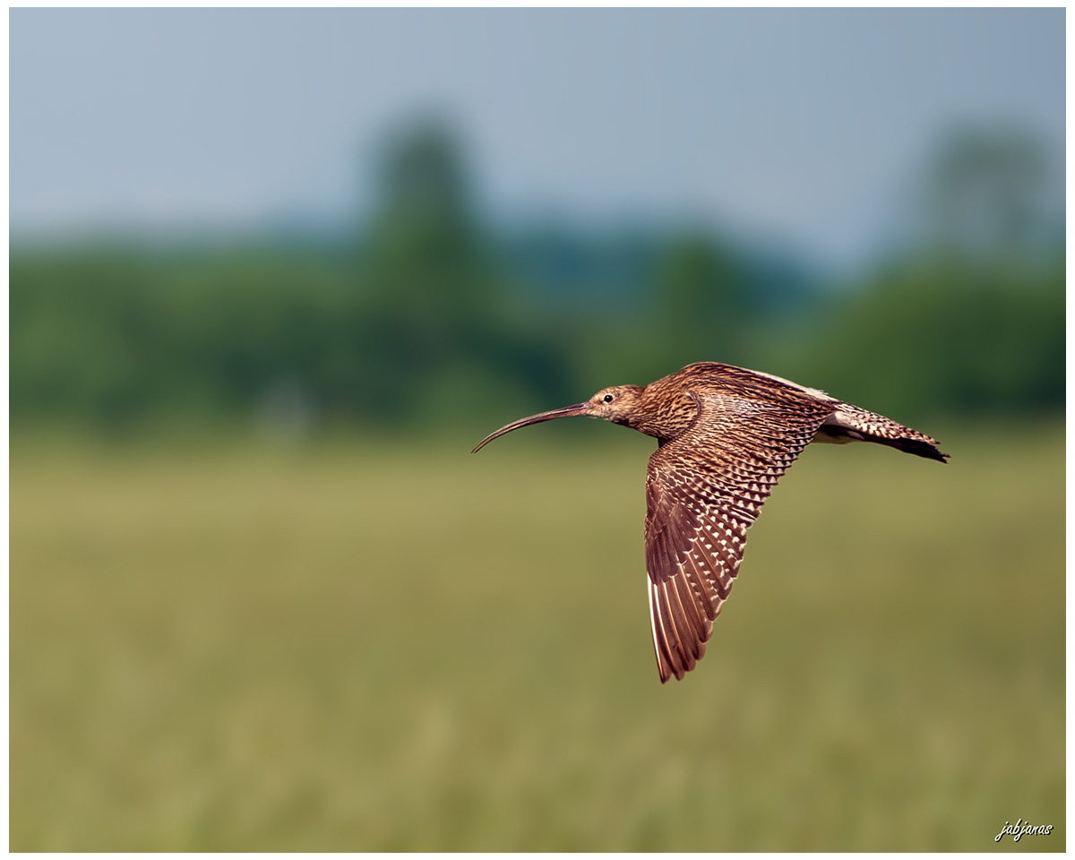 Kulik Wielki, Biebrza