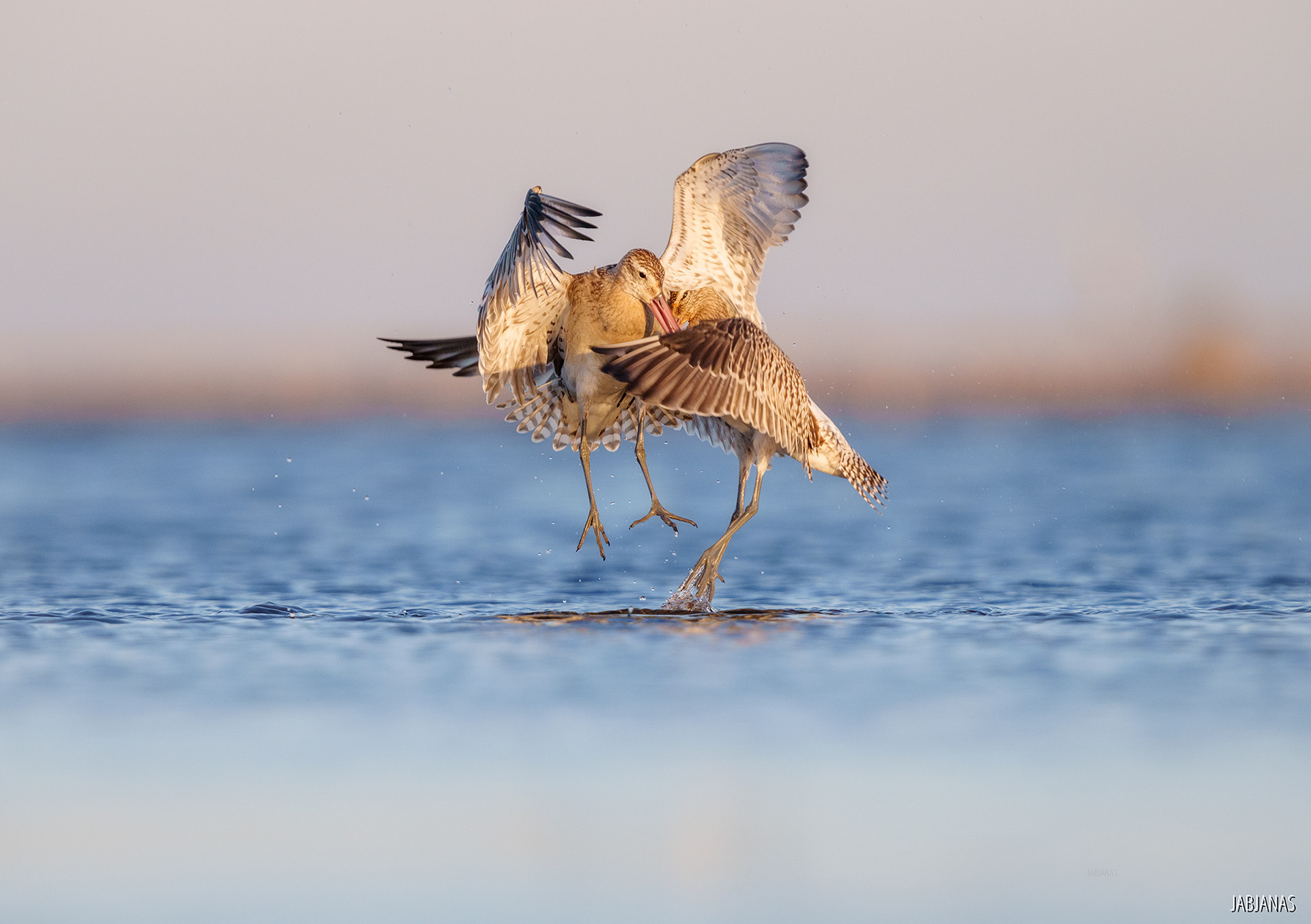 Walka Szlamników, Mewia Łacha