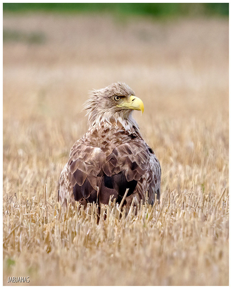 Bielik, Rzeka Elbląg
