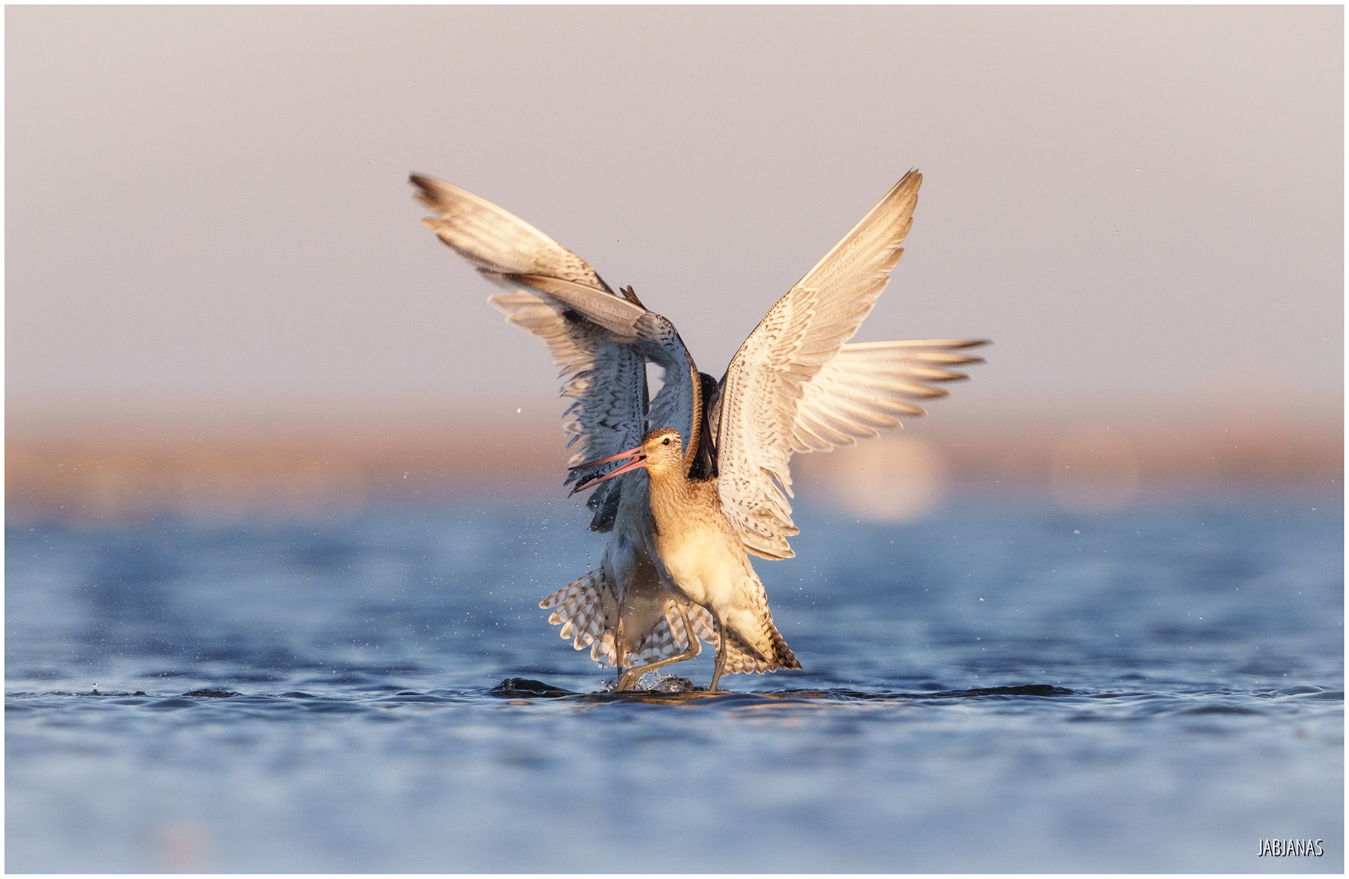 Walka Szlamników, Mewia Łacha