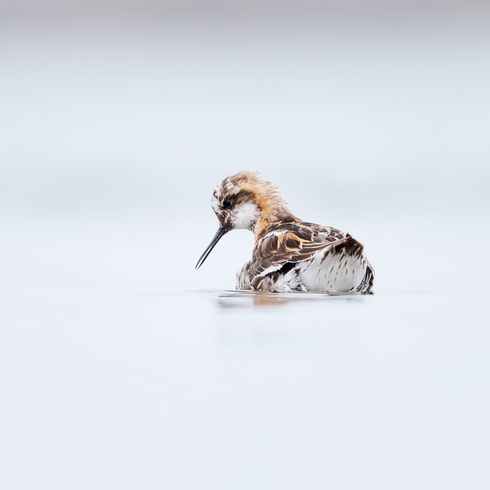 Płatkonóg szydłodzioby, Islandia 2025