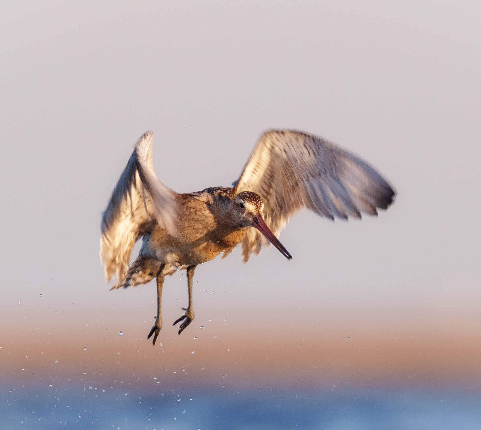 Walka Szlamników, Mewia Łacha