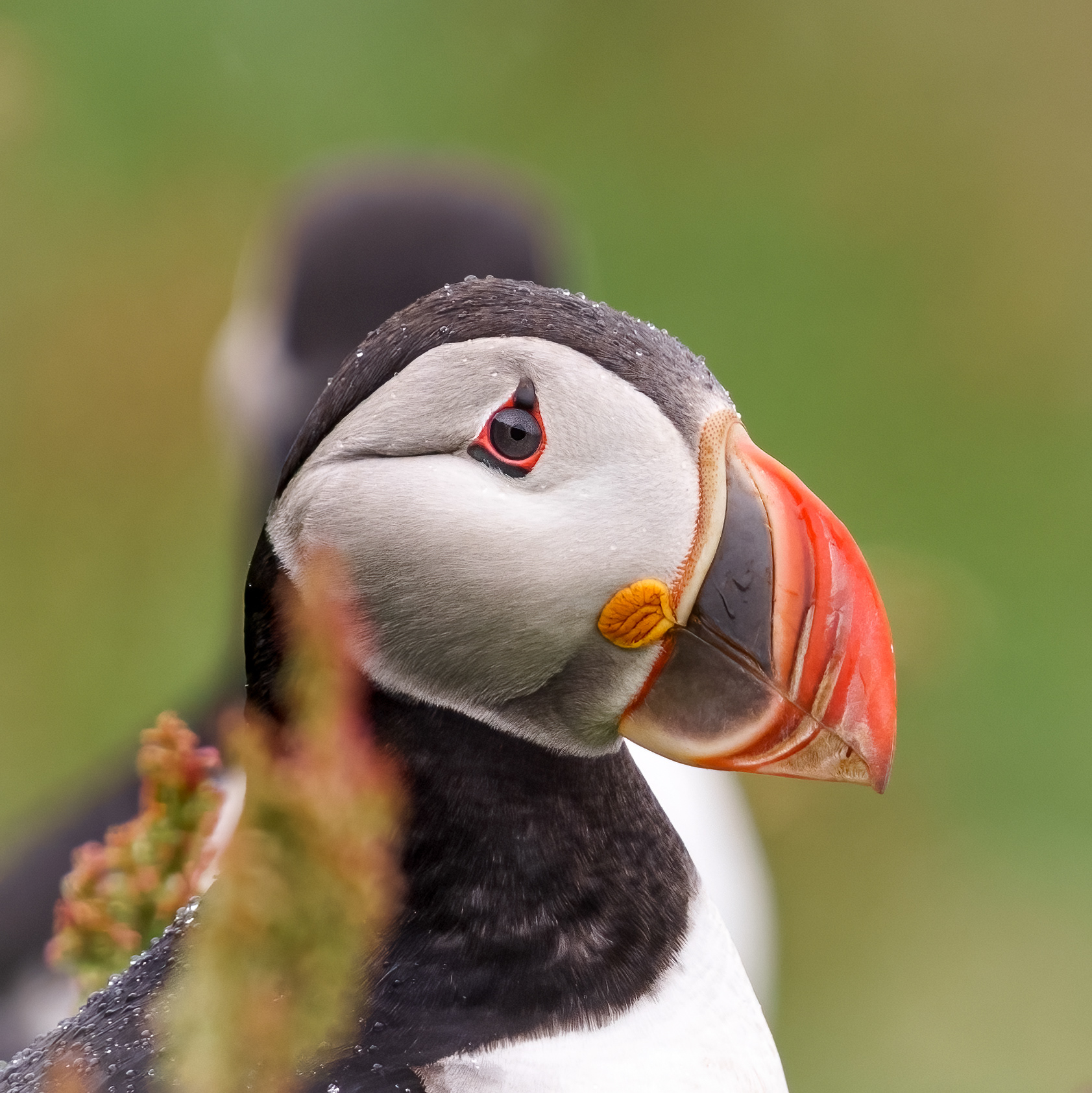 Maskonur, Islandia 2025