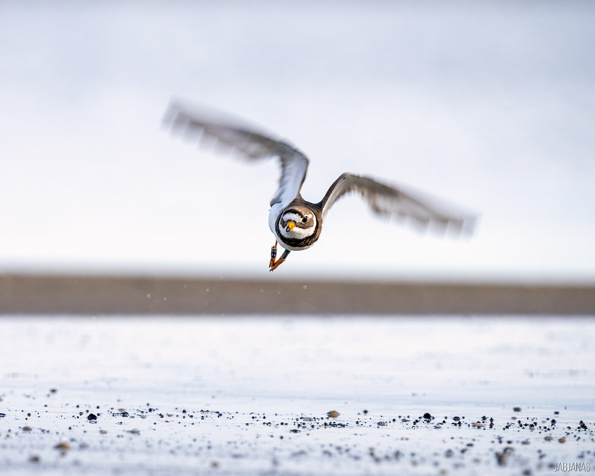 Sieweczka Obrożna, Mewia Łacha
