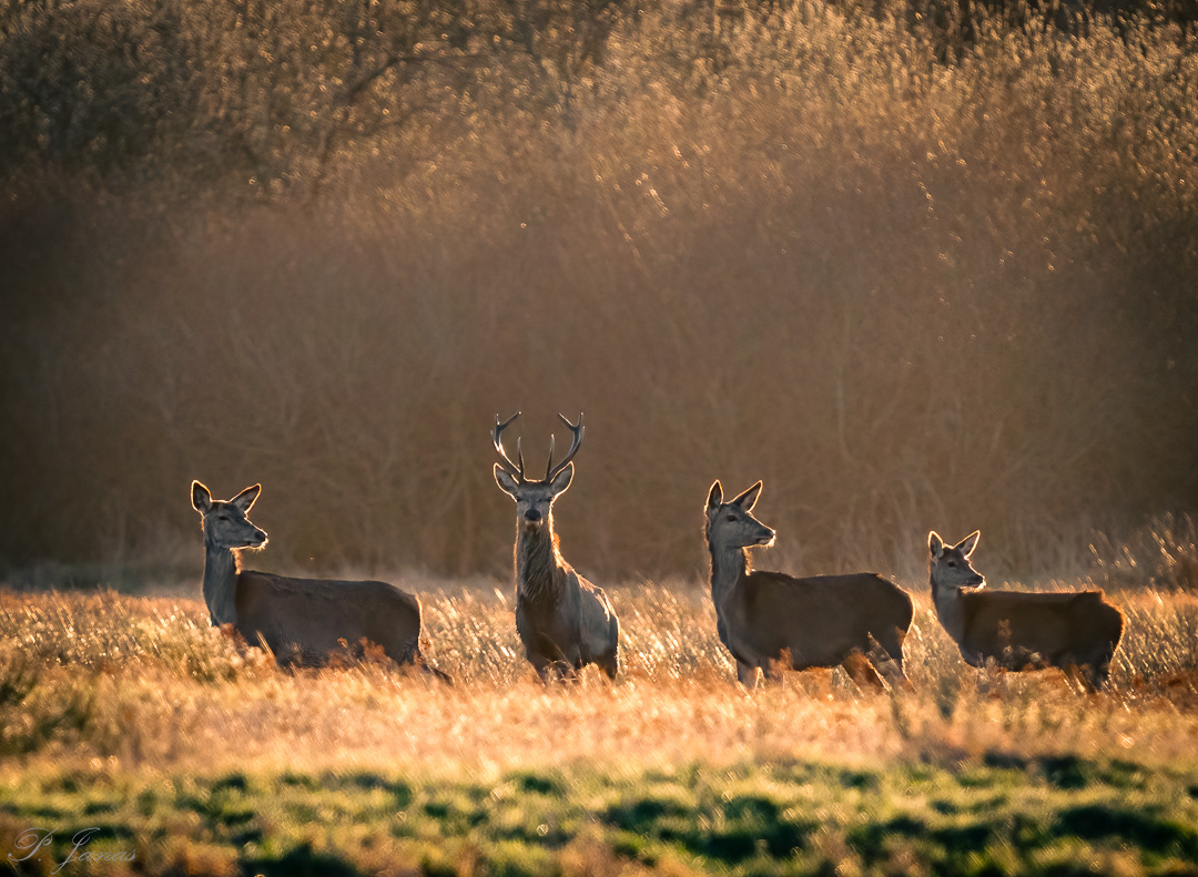 Jeleń i łanie
