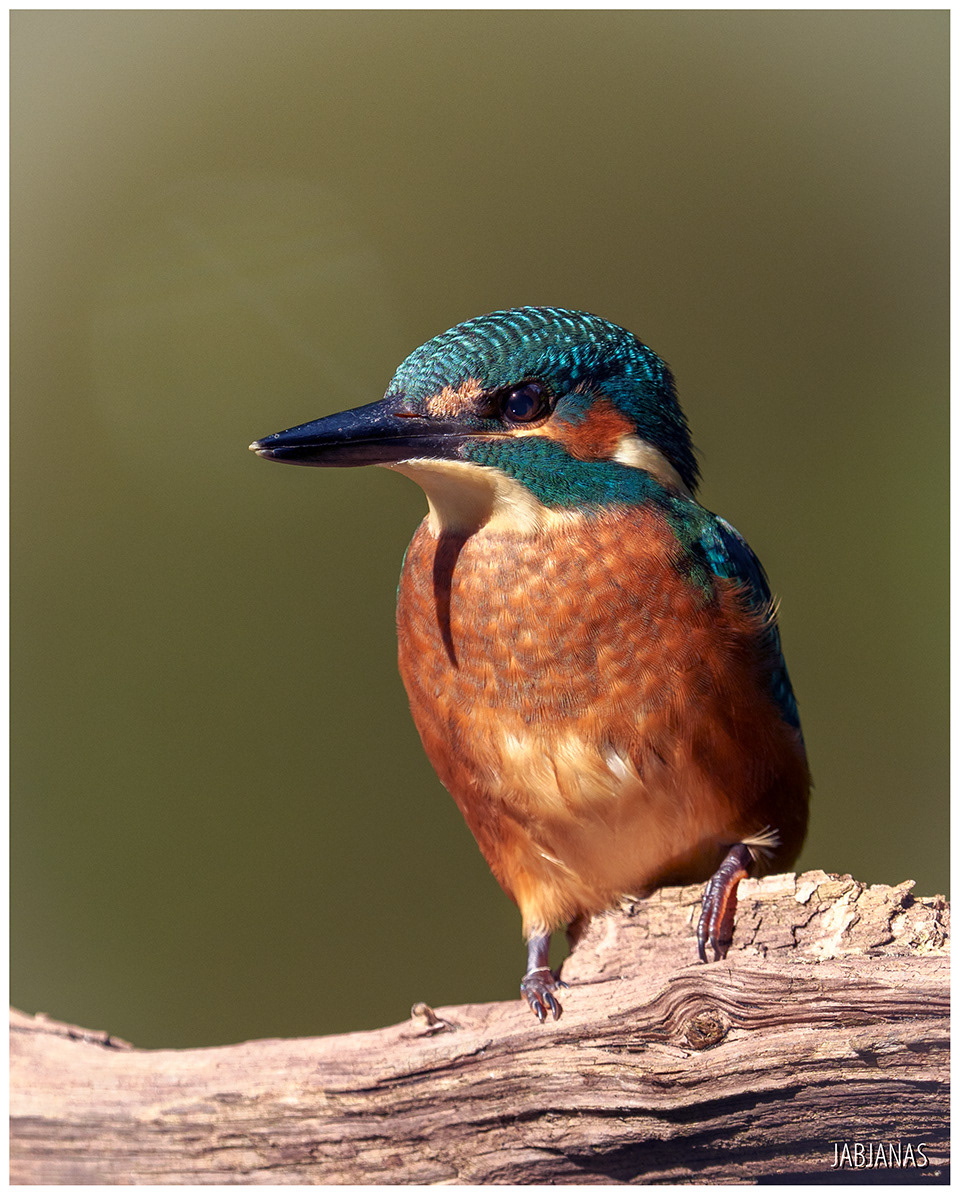 Zimorodek, Żuławy Wiślane