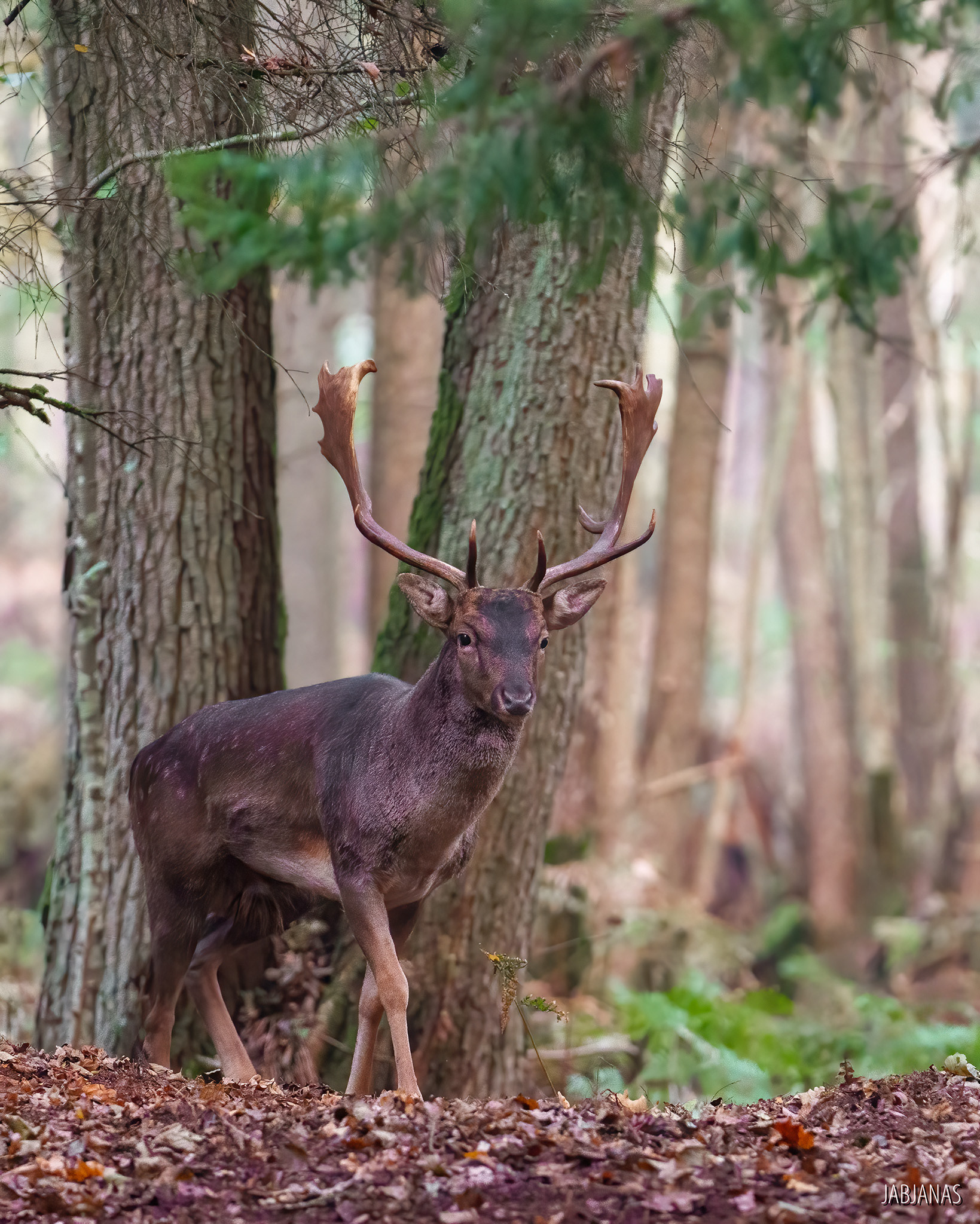 Daniel, Bekowisko, Mierzeja Wiślana