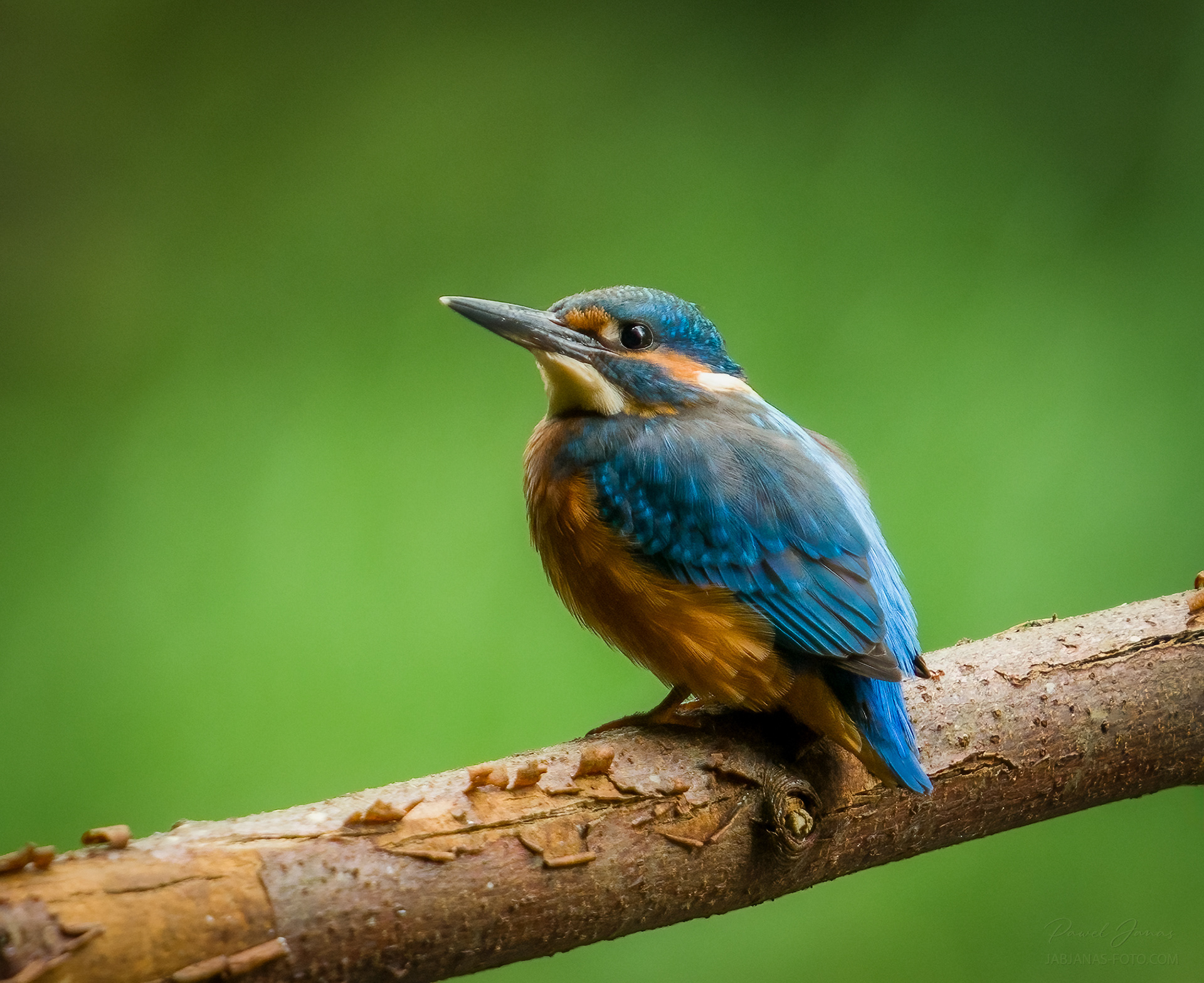 Zimorodek, Żuławy Wiślane, 2025