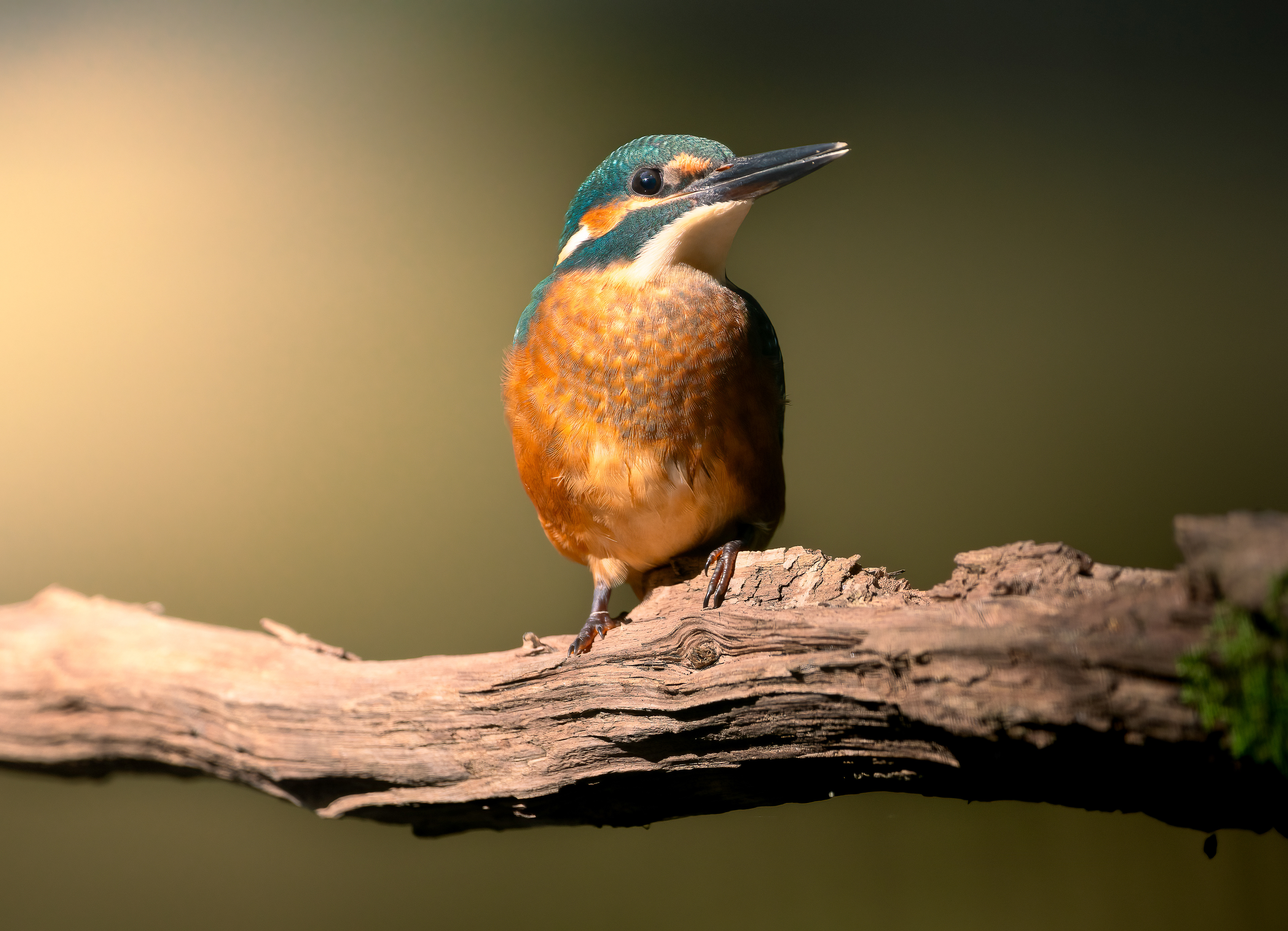 Zimorodek, Żuławy Wiślane 2025