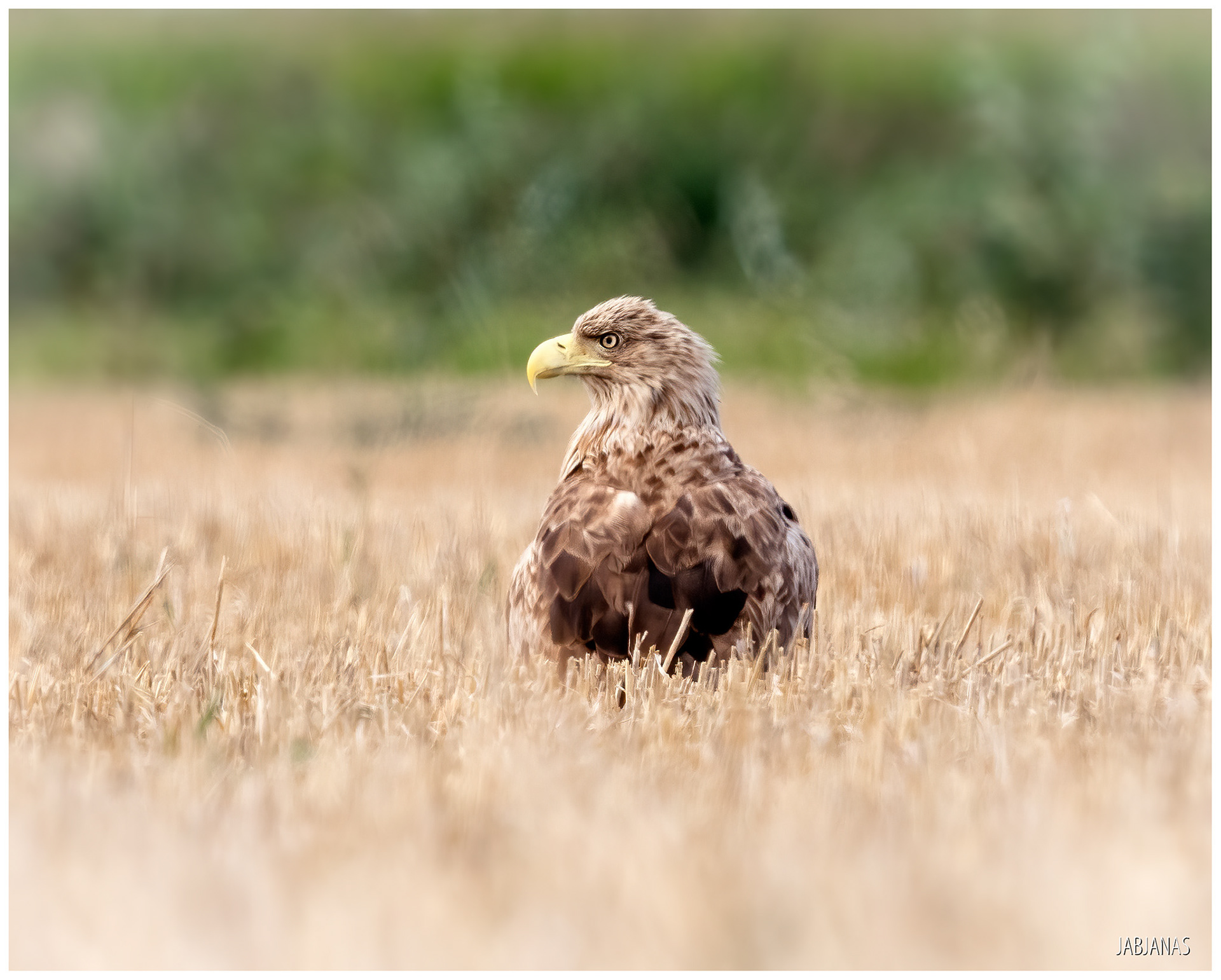 Bielik, Rzeka Elbląg