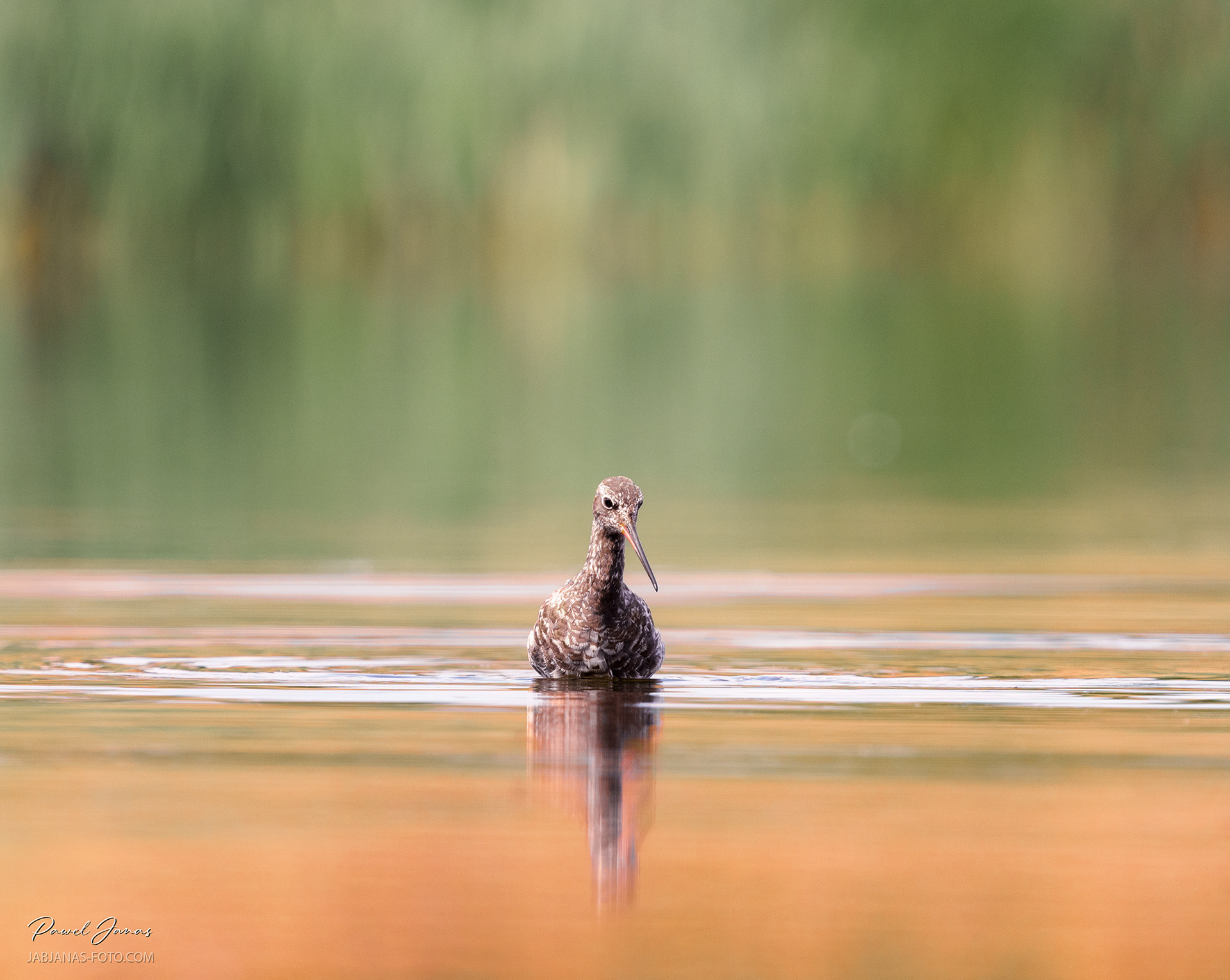 To prawdopodobnie brodziec śniady albo krwawodziób