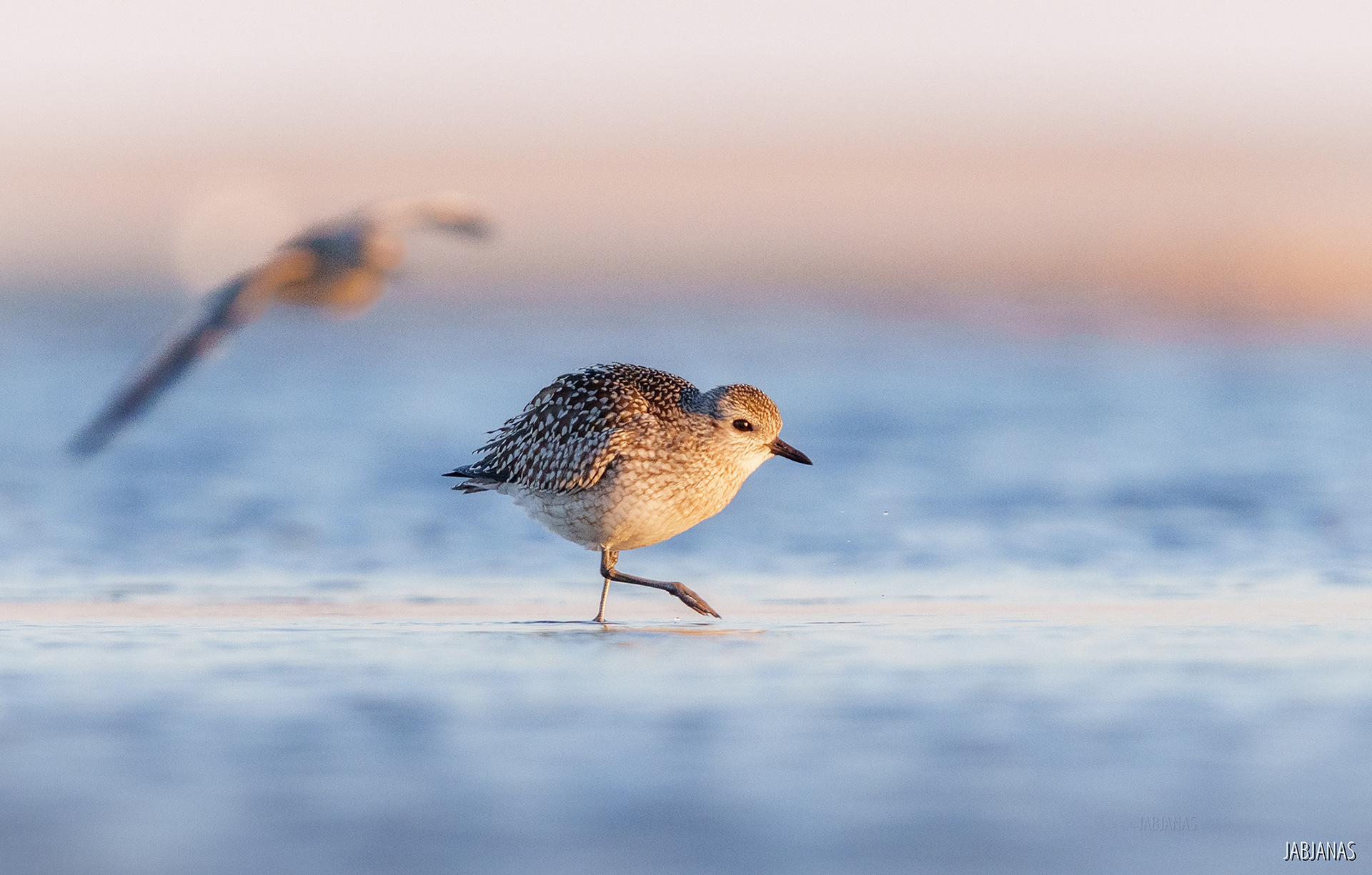 Siewnica, Mewia Łacha