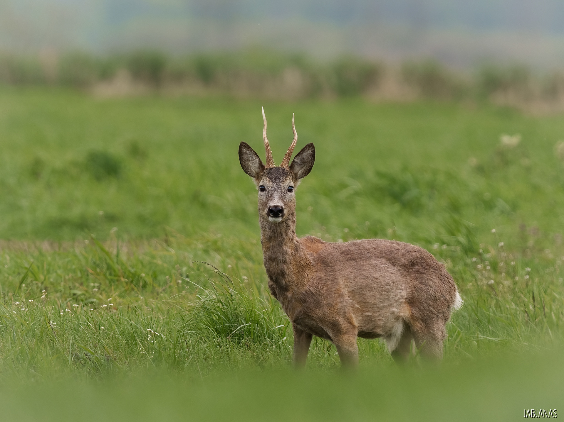 Koziołek, Dolina Noteci