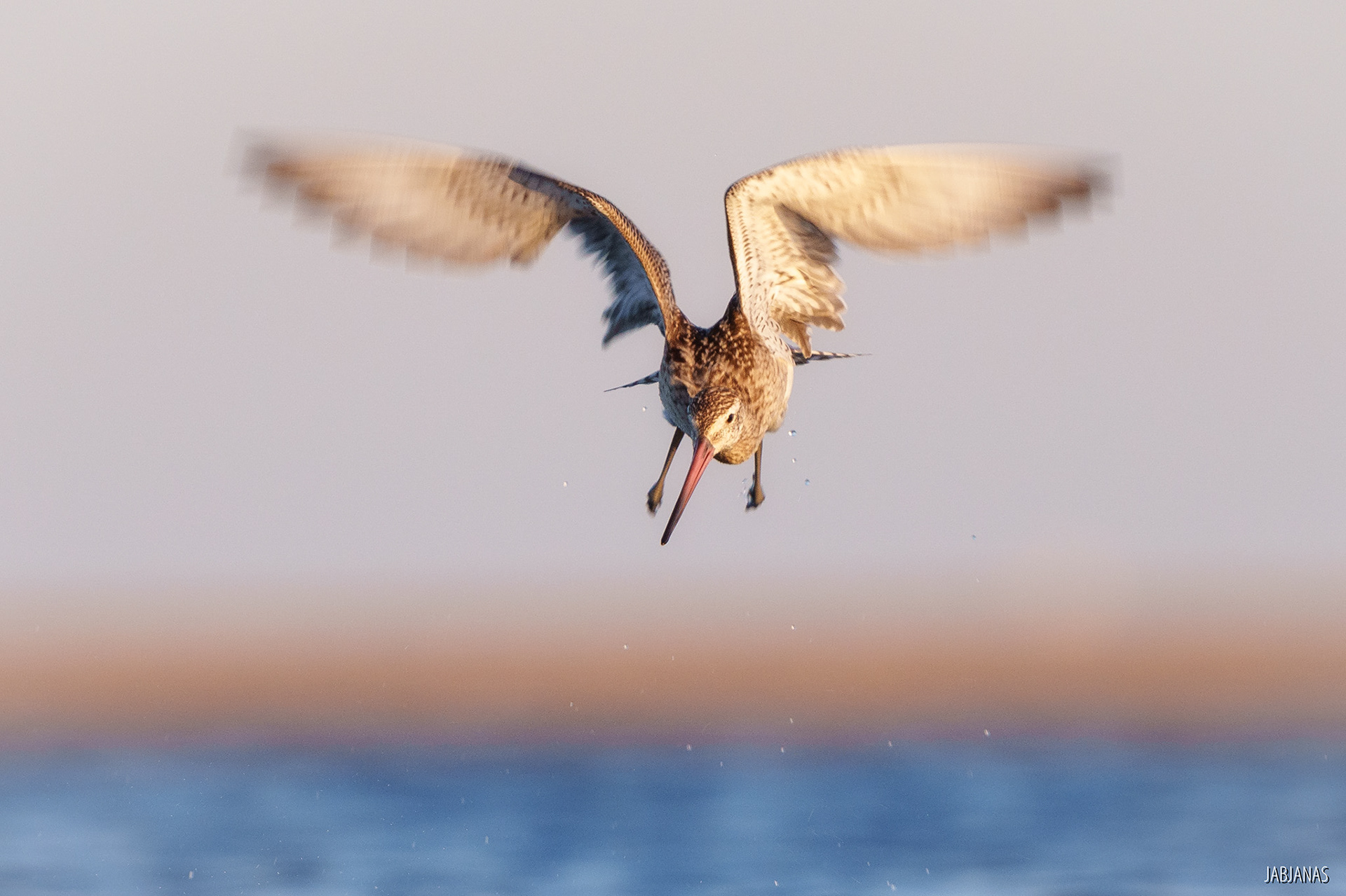 Walka Szlamników, Mewia Łacha