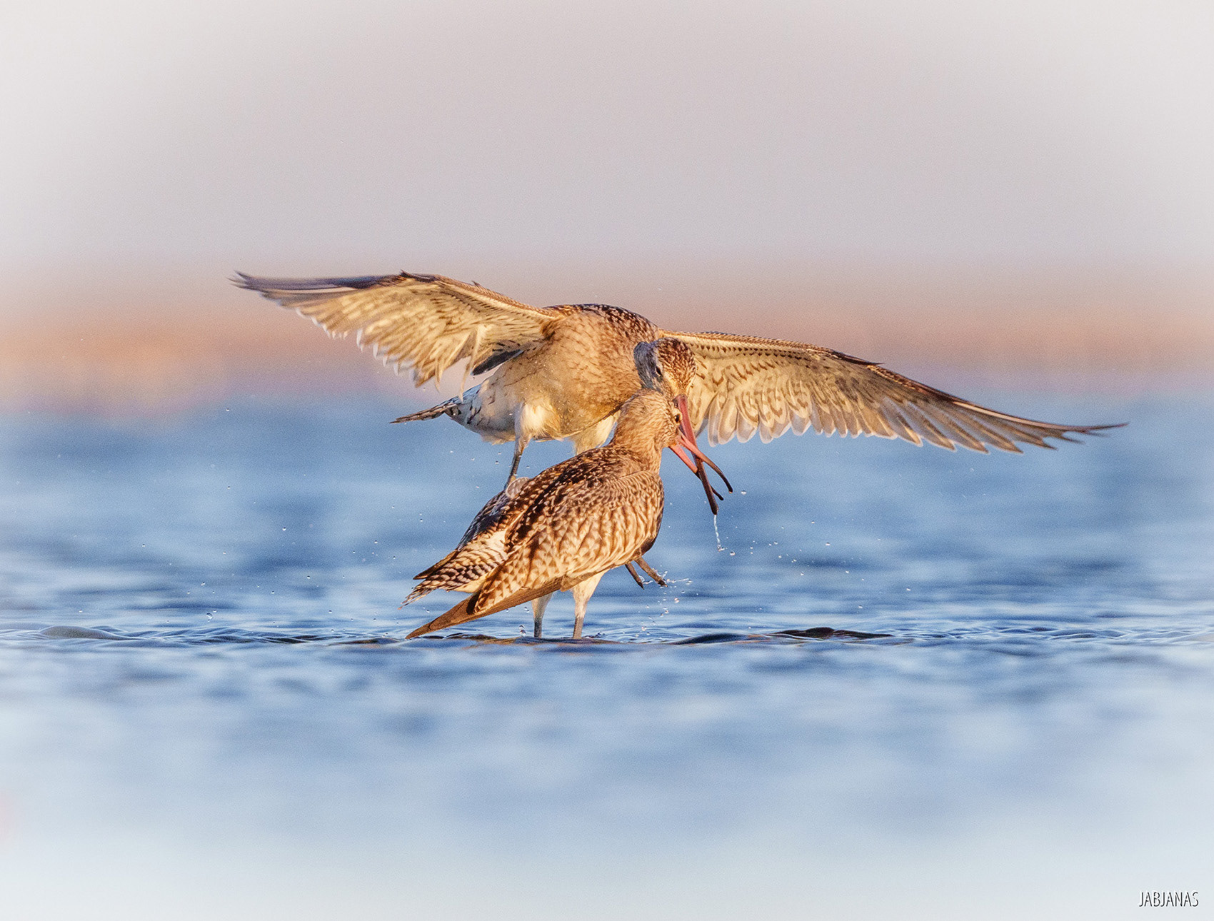 Walka Szlamników, Mewia Łacha