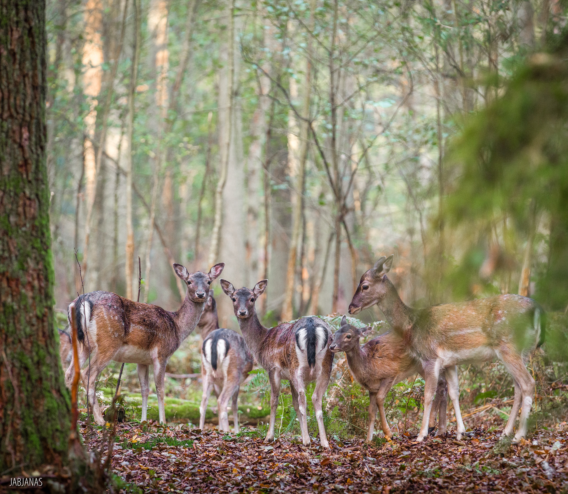 Daniele, Mierzeja Wiślana