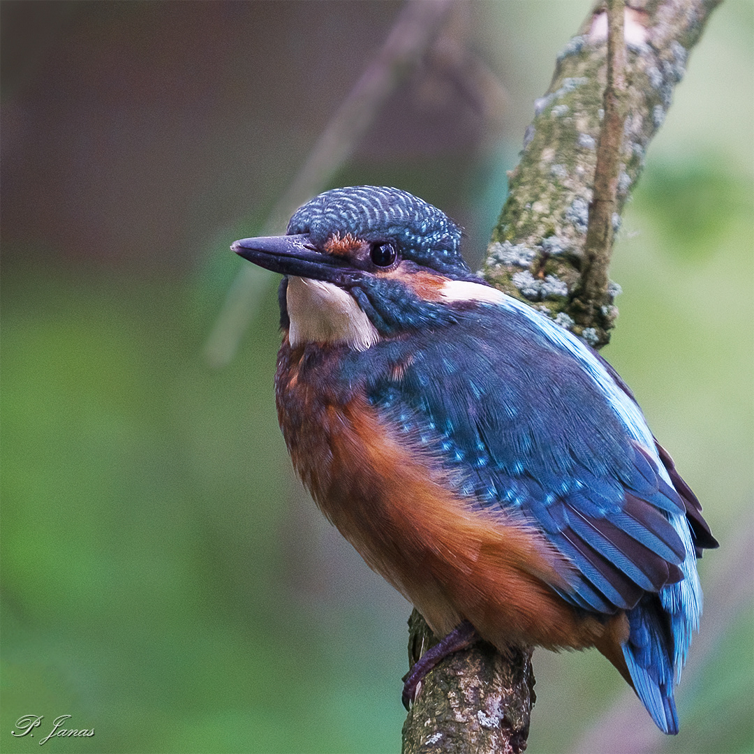 Zimorodek, Dolina Baryczy