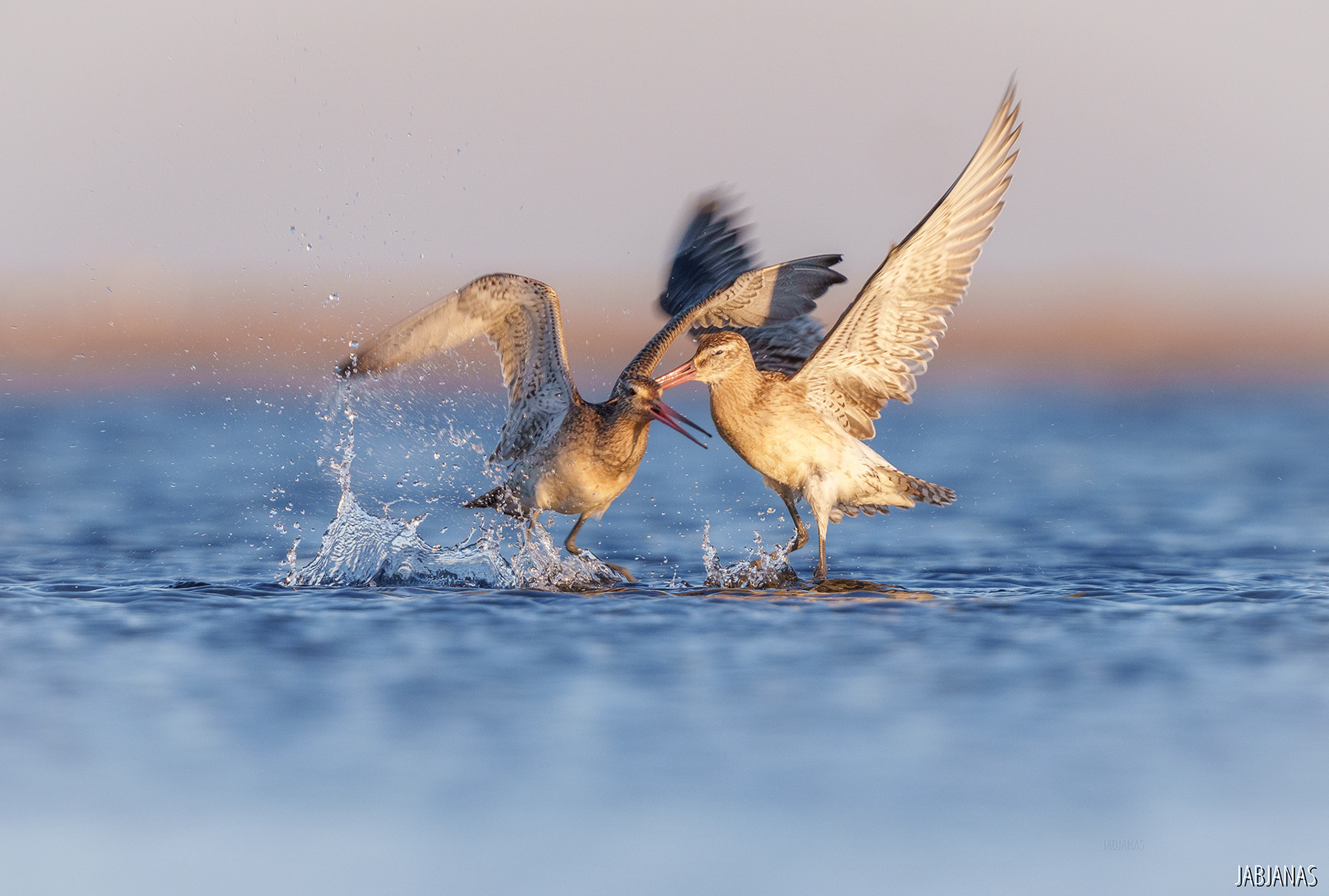 Walka Szlamników, Mewia Łacha