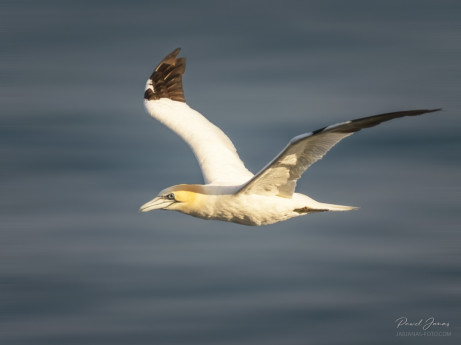 Islandia 2025, głuptak